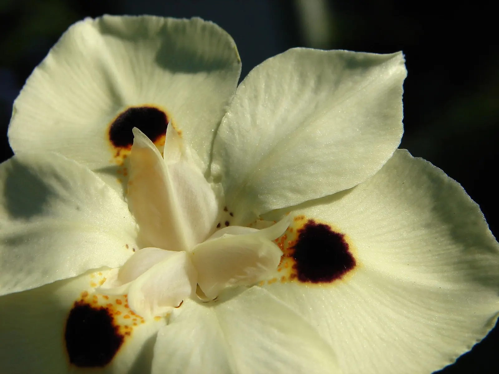 Yellow Moraea, Fortnight Lily (Dietes Bicolor) — is a perennial that features vibrant yellow flowers with purple-brown spots; the Fortnight Lily exhibits long