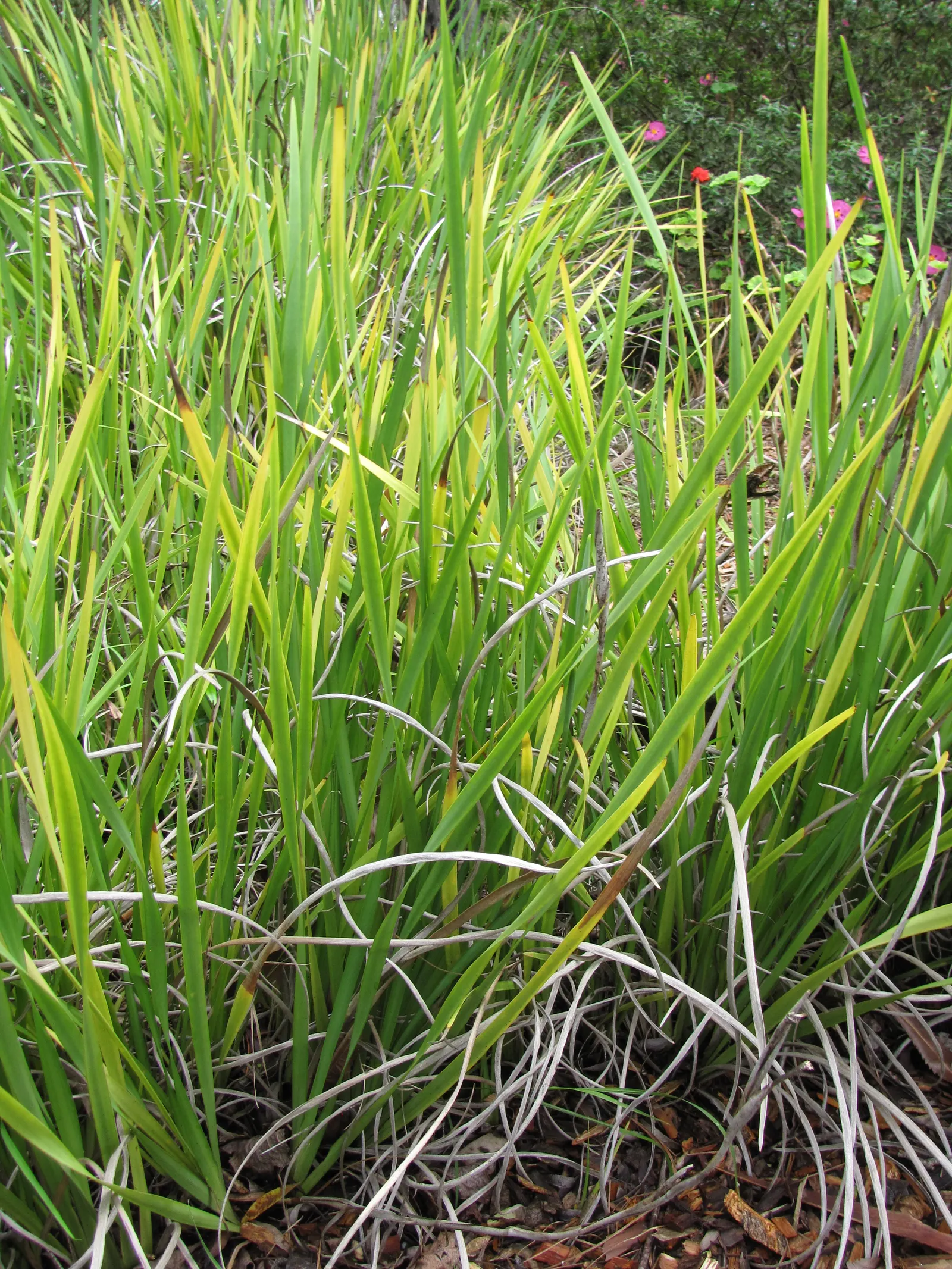 Yellow Moraea, Fortnight Lily (Dietes Bicolor) — It prefers full sun to partial shade and well-drained soil, offering drought tolerance once, image 60