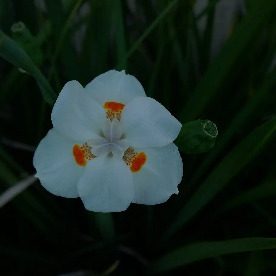 Yellow Moraea, Fortnight Lily (Dietes Bicolor) — branching stems that rise just above the foliage; it prefers full sun to partial shade and, image 73