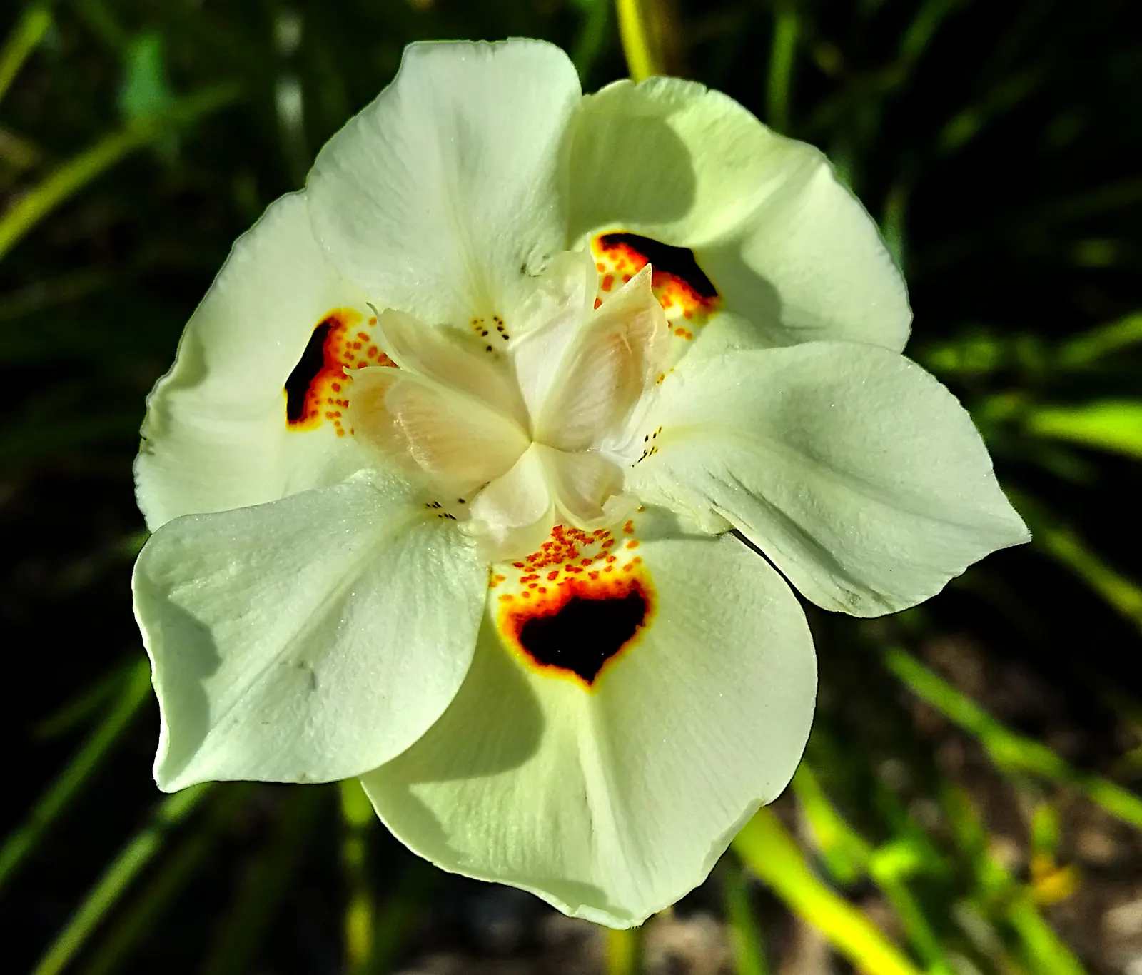 Yellow Moraea, Fortnight Lily (Dietes Bicolor) — incorporating this elegant perennial can provide both visual interest and sustainability