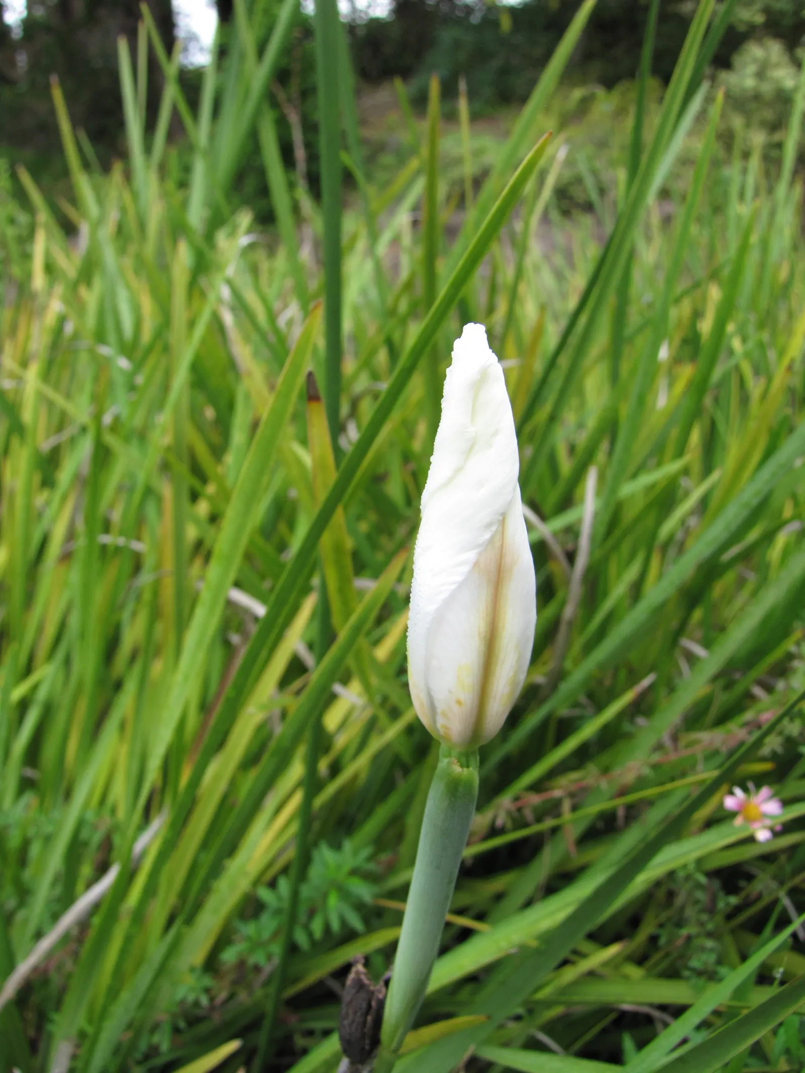 Yellow Moraea, Fortnight Lily (Dietes Bicolor) — Dietes bicolor is drought-tolerant once established and requires well-drained soil; incorporating this elegant