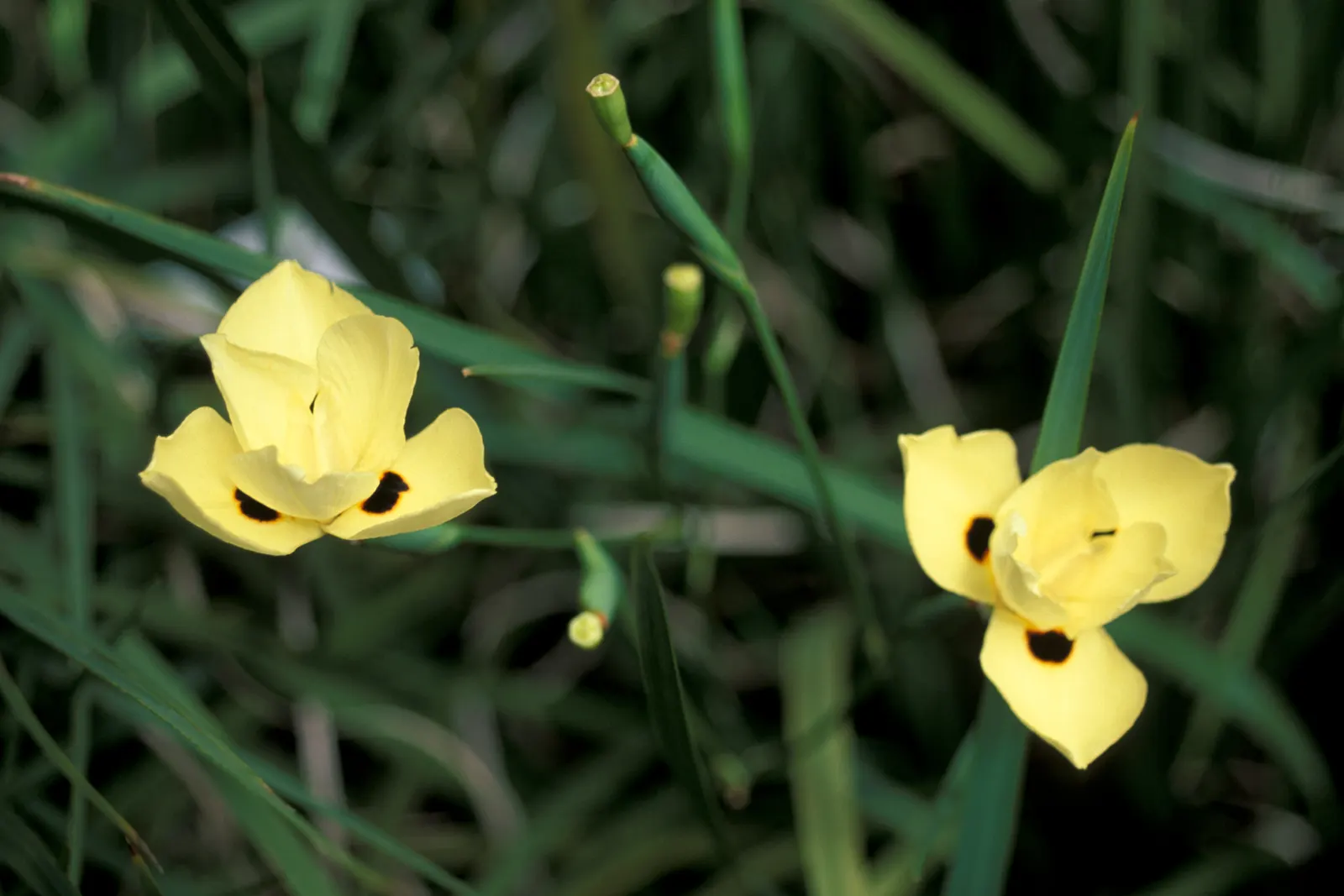 Yellow Moraea, Fortnight Lily (Dietes Bicolor) — perennial for half or shade; incorporating this elegant perennial can provide both visual interest, image 84