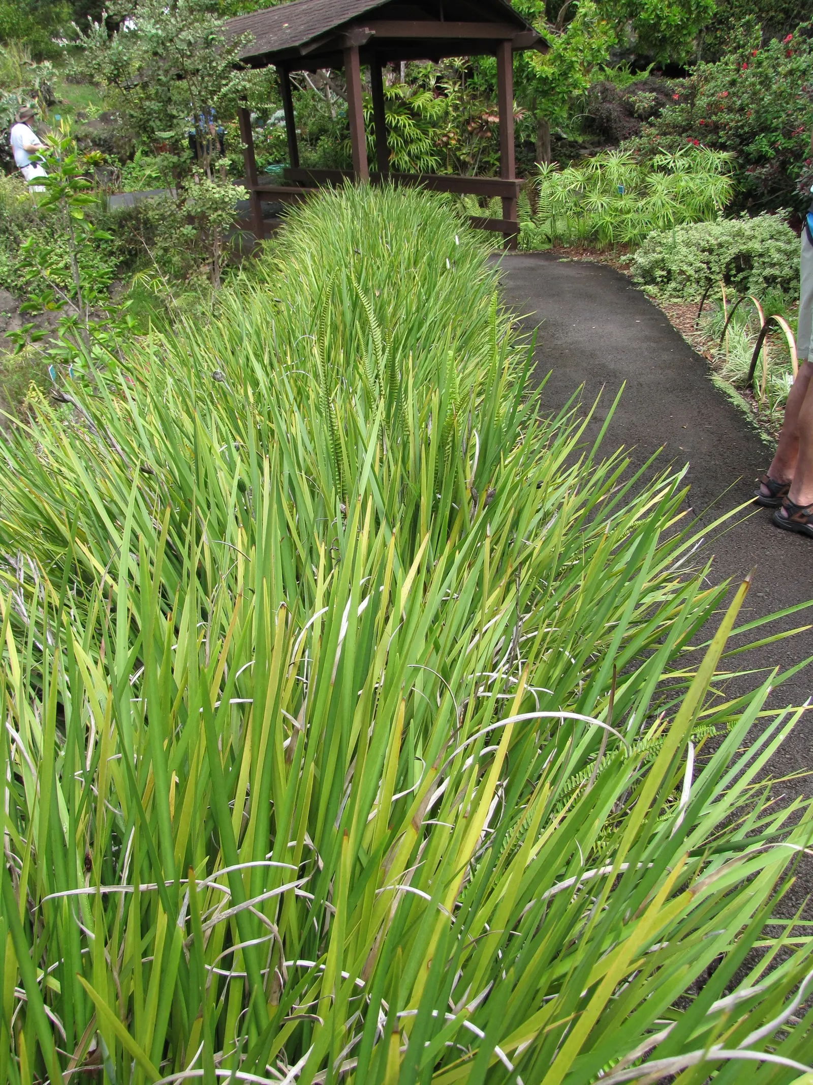 Yellow Moraea, Fortnight Lily (Dietes Bicolor) — and arching leaves that form an attractive clump; incorporating this elegant perennial can provide, image 68