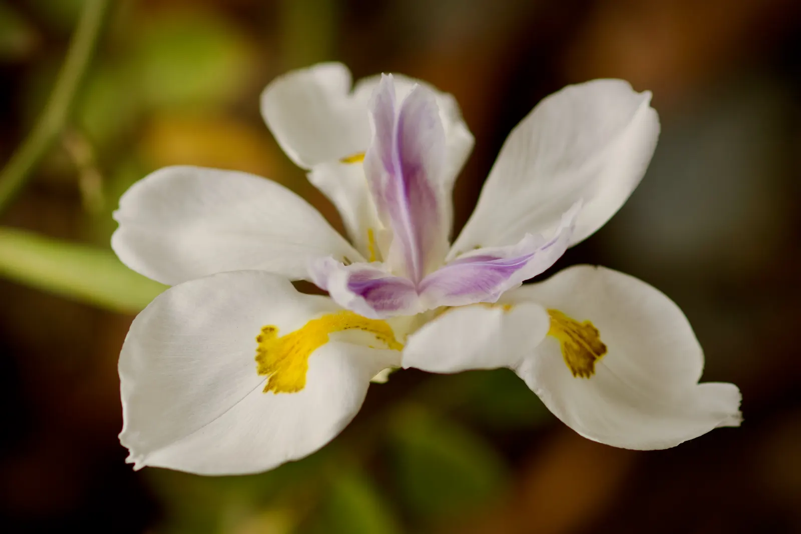 Yellow Moraea, Fortnight Lily (Dietes Bicolor) — When designing a garden space; incorporating this elegant perennial can provide both visual, image 80
