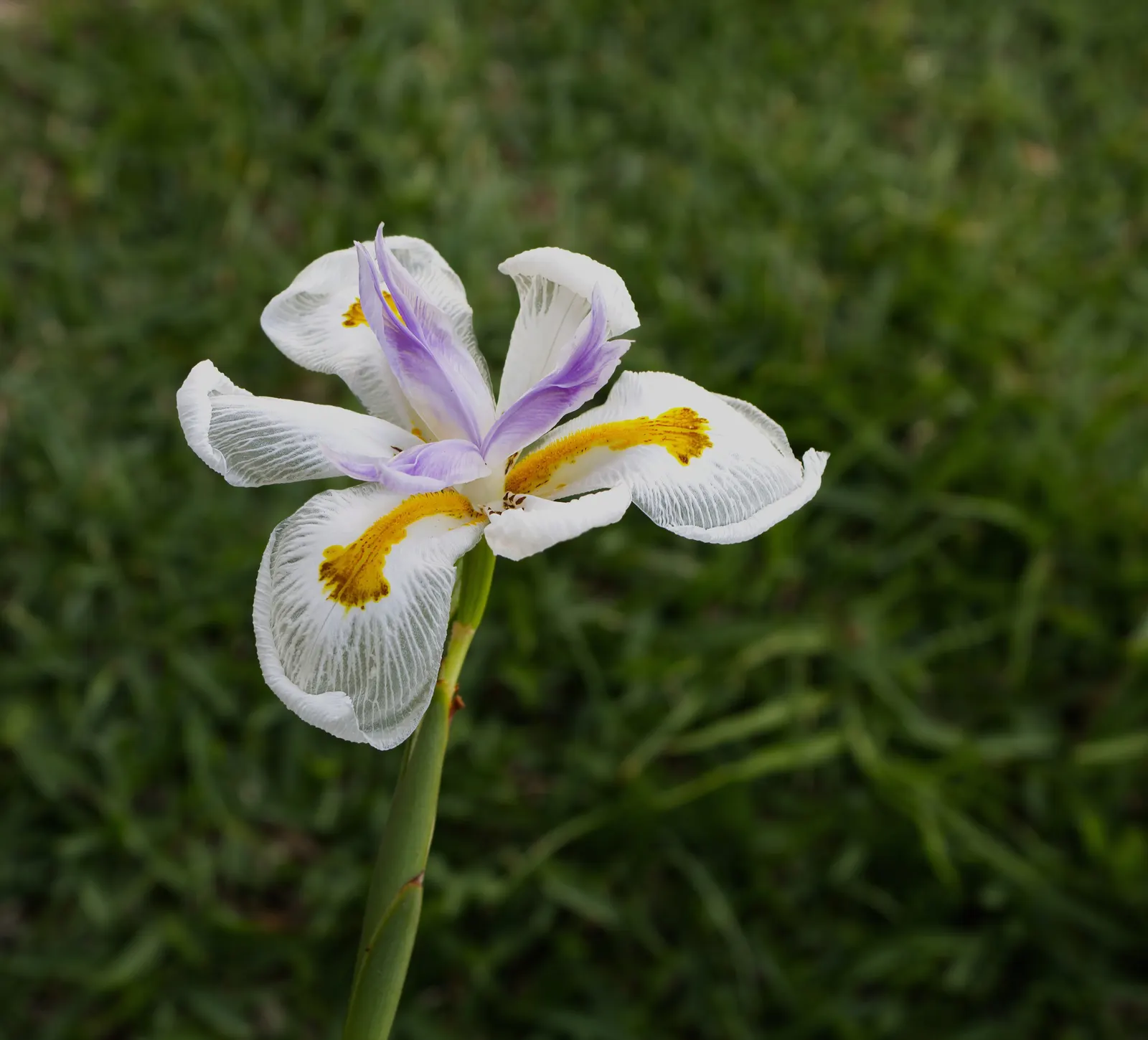 Yellow Moraea, Fortnight Lily (Dietes Bicolor) — is a hardy and striking perennial that brings a touch of elegance to any landscape design