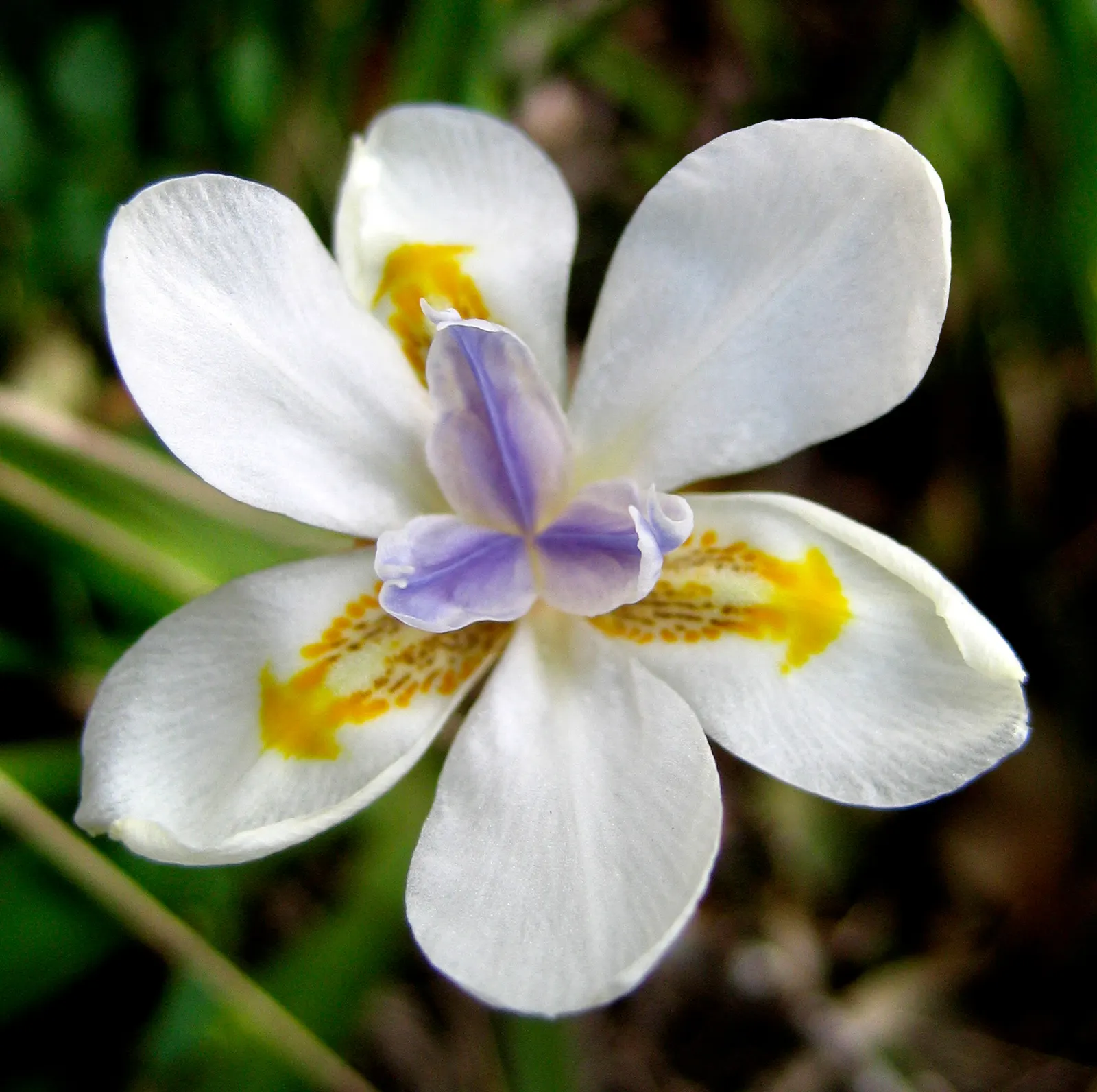 Yellow Moraea, Fortnight Lily (Dietes Bicolor) — multi-colored and yellow flowers in the garden