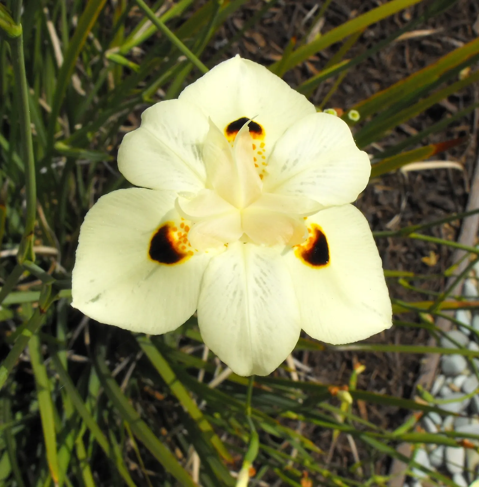 Yellow Moraea, Fortnight Lily (Dietes Bicolor) — usually lasting just one day.<br><br>Preferring full sun to partial shade