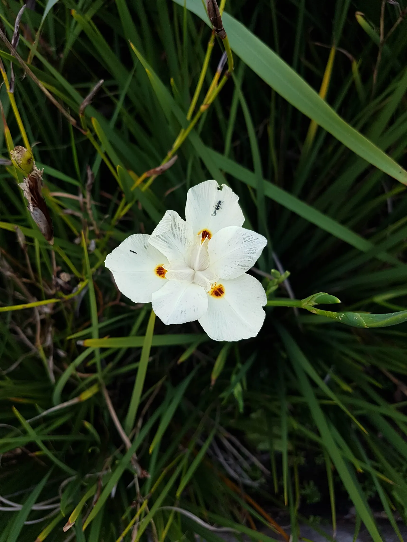 Yellow Moraea, Fortnight Lily (Dietes Bicolor) — creating a grass-like appearance with a fountain-like effect