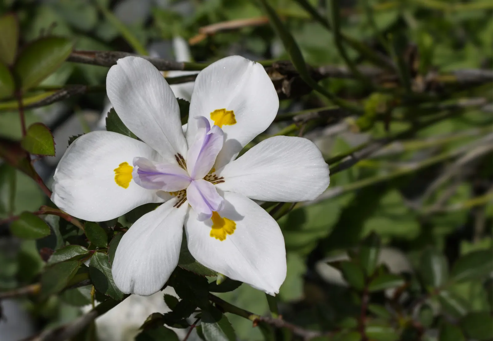 Yellow Moraea, Fortnight Lily (Dietes Bicolor) — Dietes bicolor is drought-tolerant once established and requires well-drained soil; incorporating, image 76