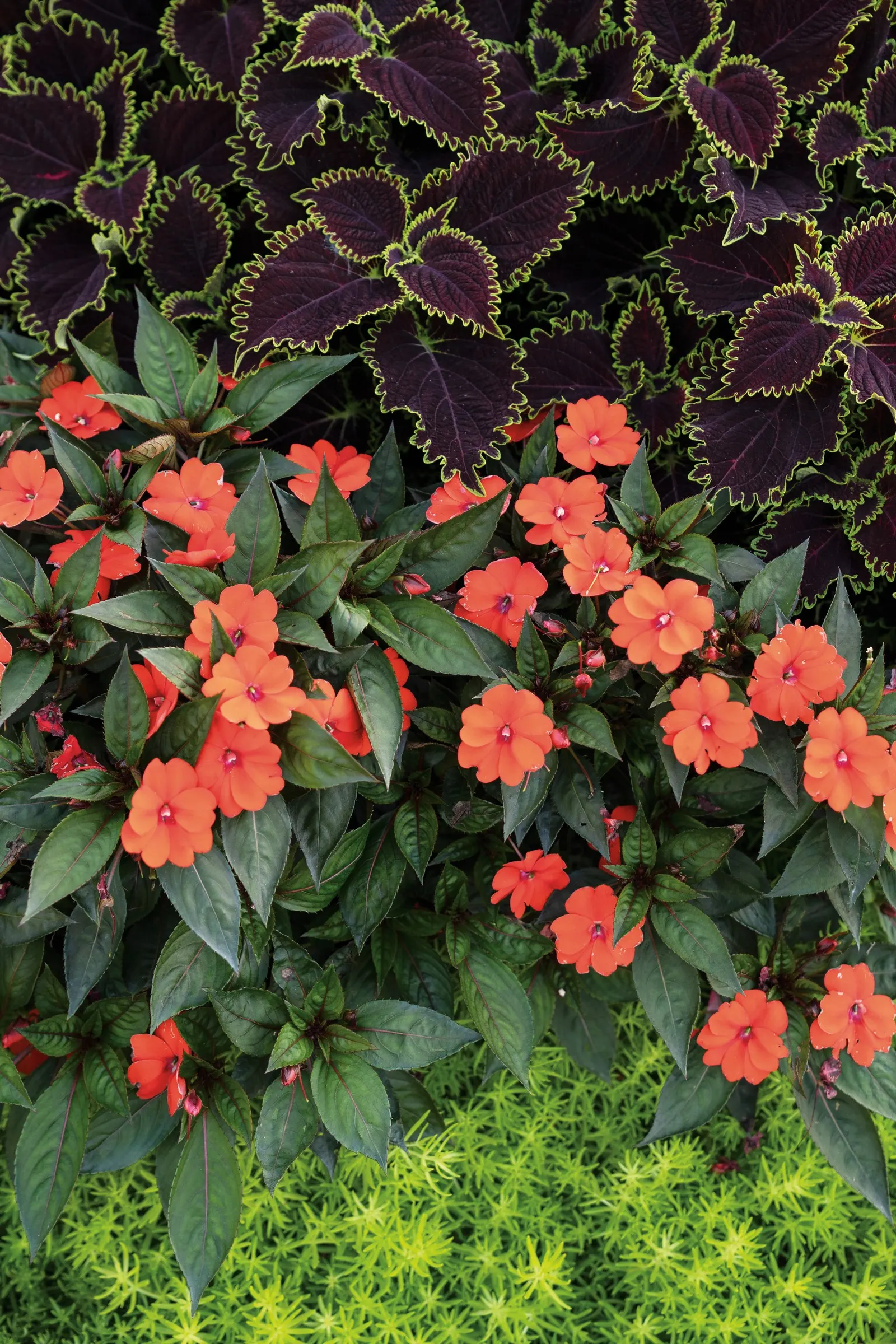 Wicked Witch™ Coleus (Coleus scutellarioides) — Because it can become impressively full; though in most climates it is treated as a tender annual and enjoyed