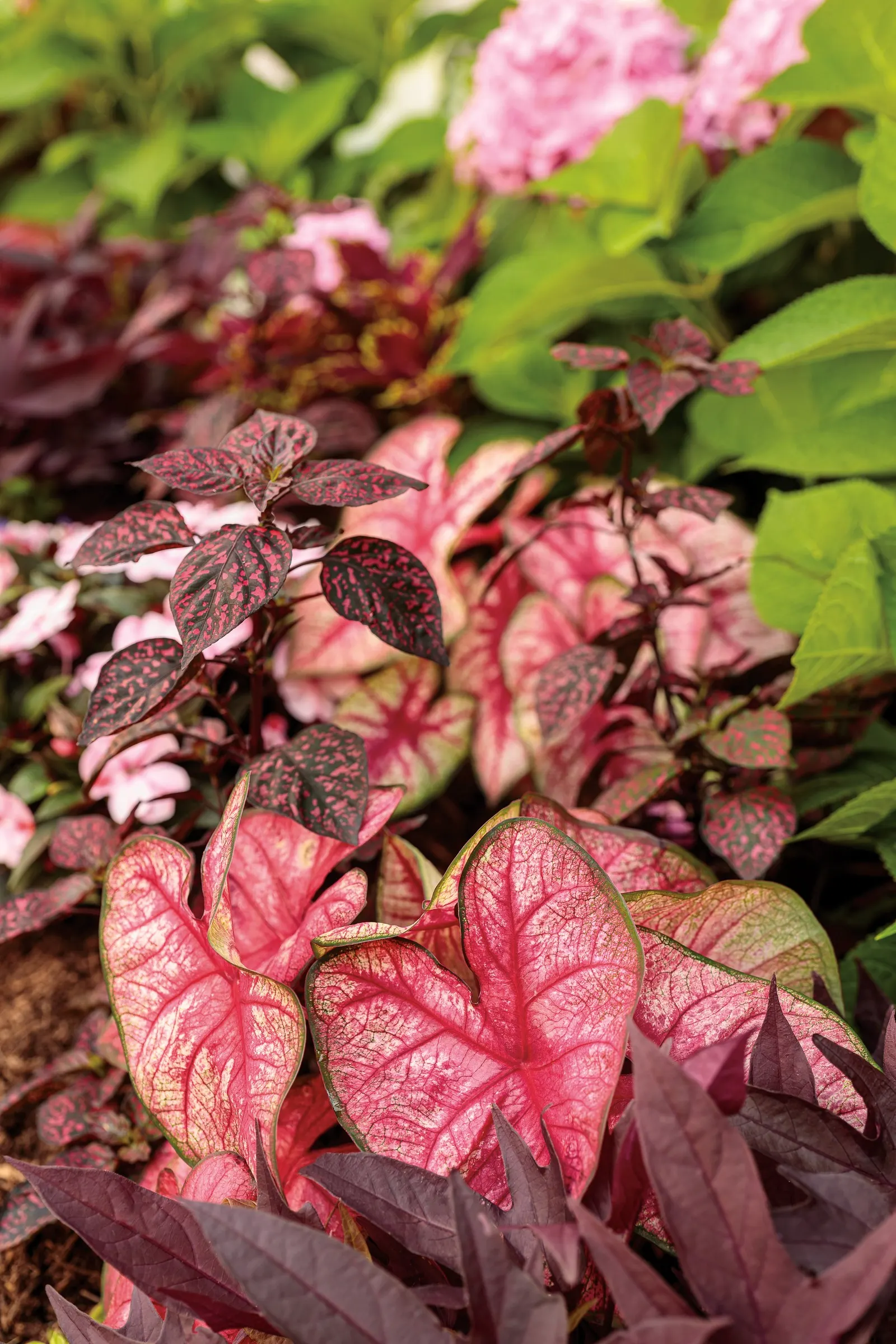 Radiance Sun or Shade Caladium (Caladium hortulanum) — It thrives in sun or shade with warm temperatures, average water, and moist, well-drained soil