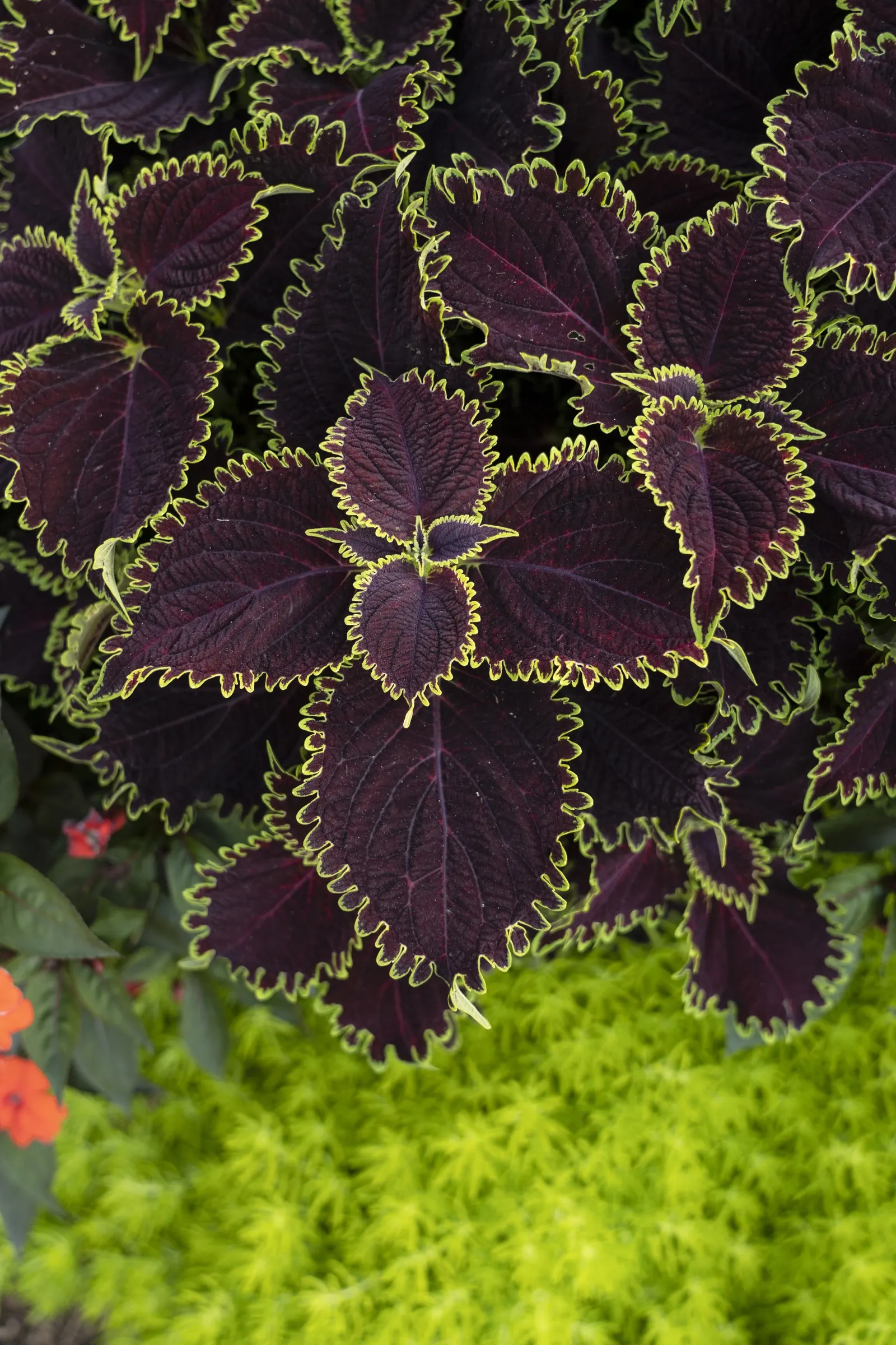 Wicked Witch™ Coleus (Coleus scutellarioides) — polished appearance through the season.<br><br>Upright and well-branched; grown for foliage rather, image 98