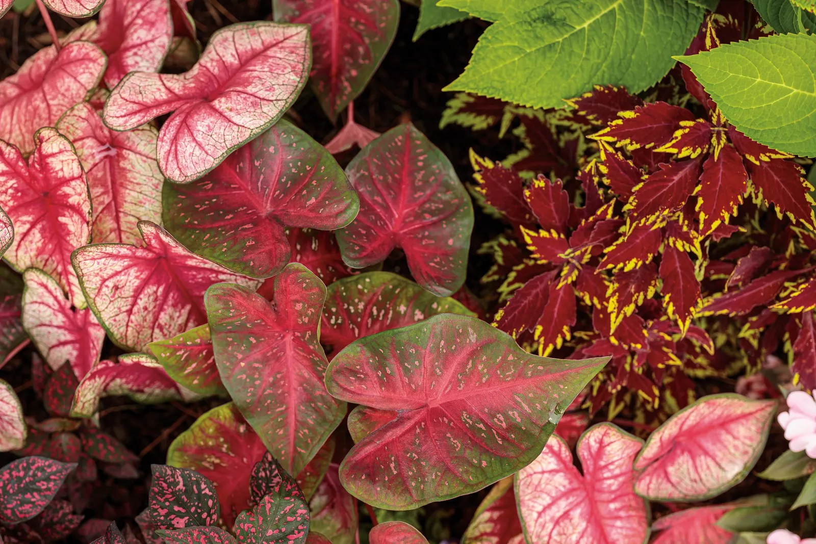 Radiance Sun or Shade Caladium (Caladium hortulanum) — Ideal for containers, borders, and mass plantings