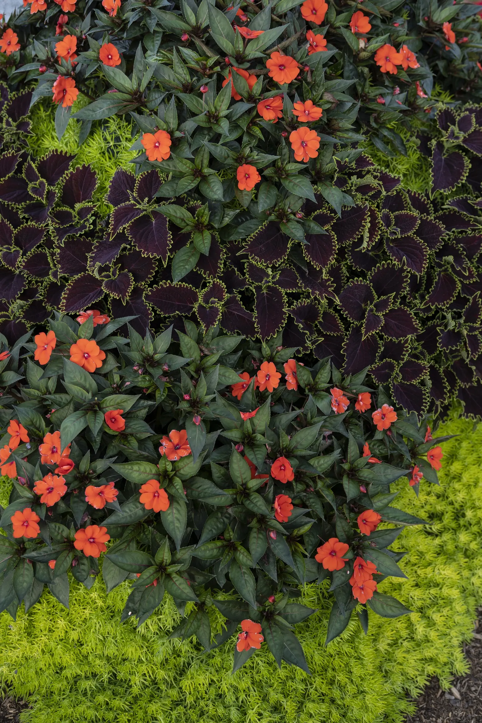Wicked Witch™ Coleus (Coleus scutellarioides) — each one traced with a vivid chartreuse edge that catches the light and defines the plant’s layered, image 66
