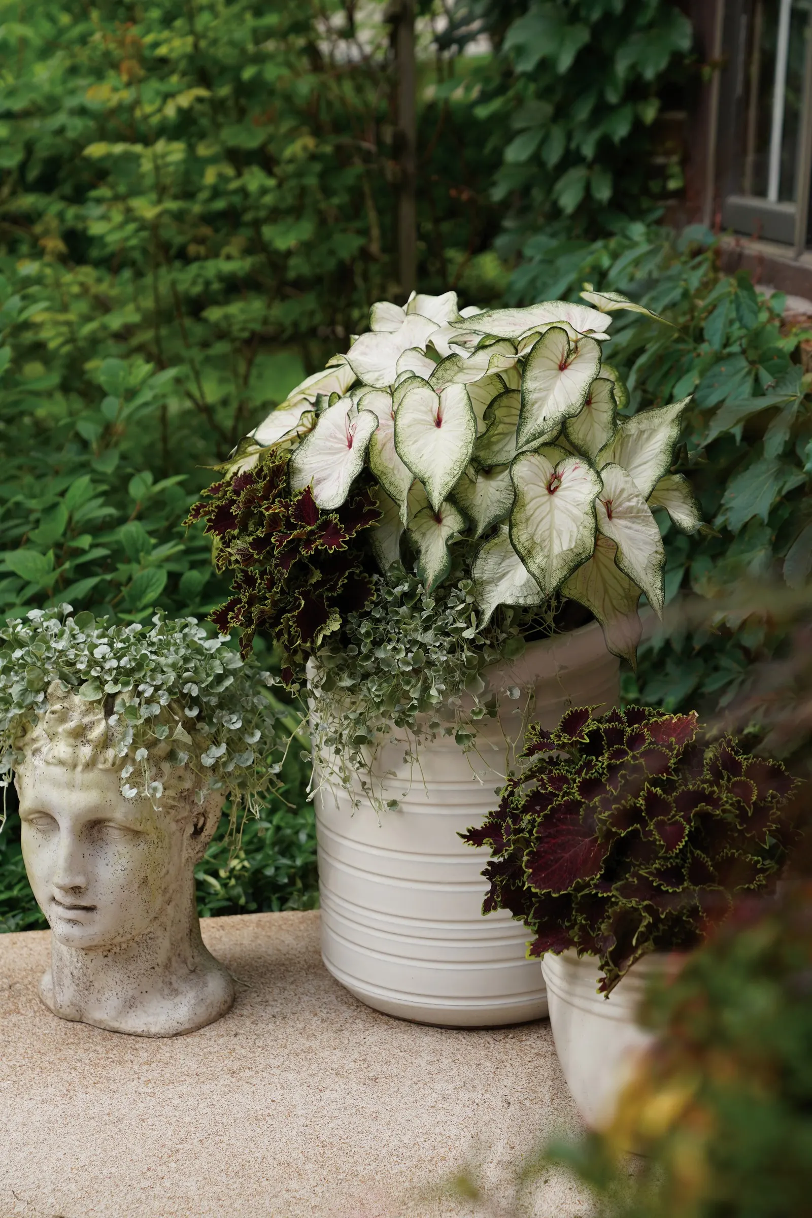 Silver Falls™ Dichondra (Dichondra argentea) — ground cover with white blooms; though established plants are notably heat and drought tolerant, image 95
