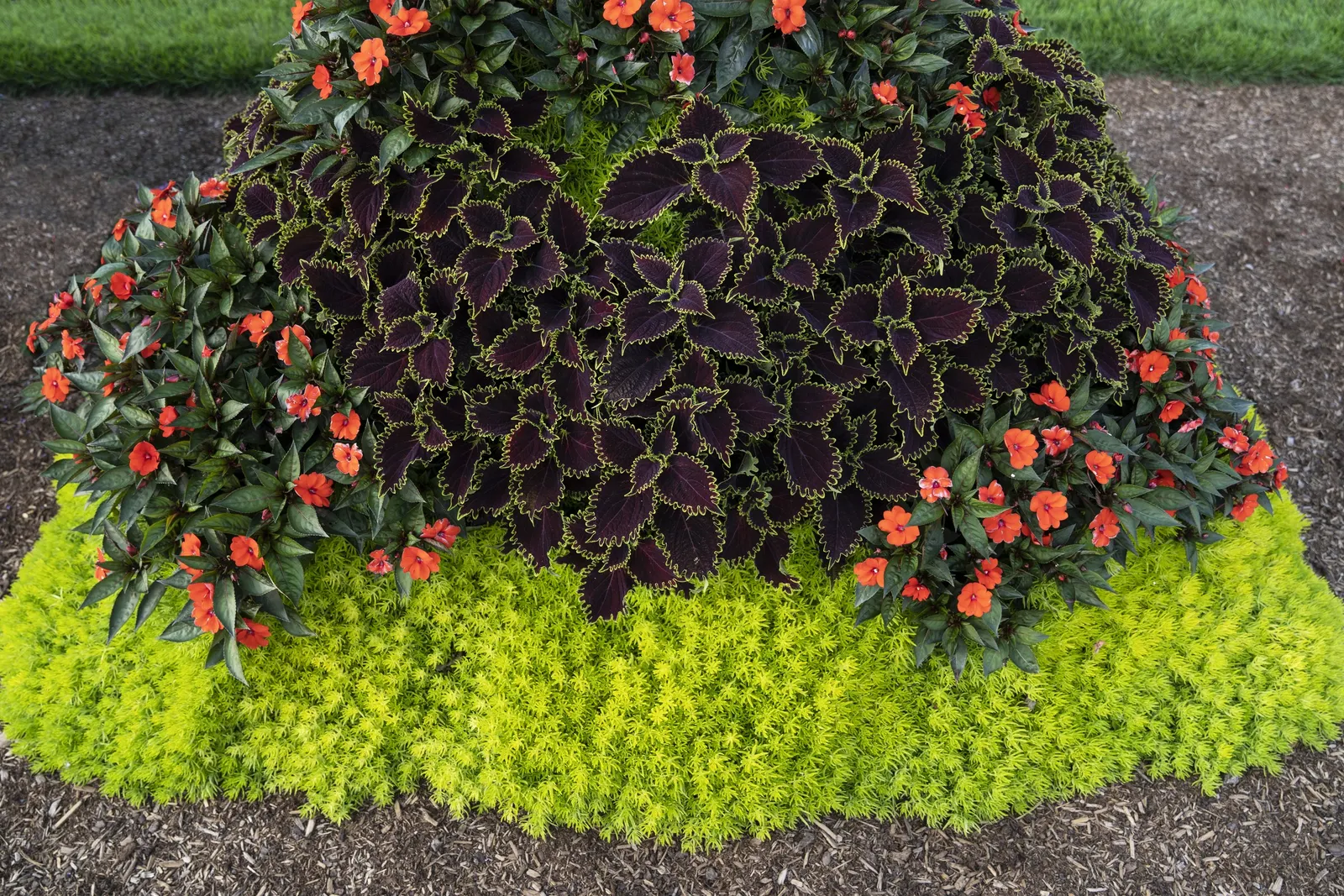 Wicked Witch™ Coleus (Coleus scutellarioides) — Consistent watering keeps the foliage fresh; grow in sun or shade with well-drained soil, average water, and