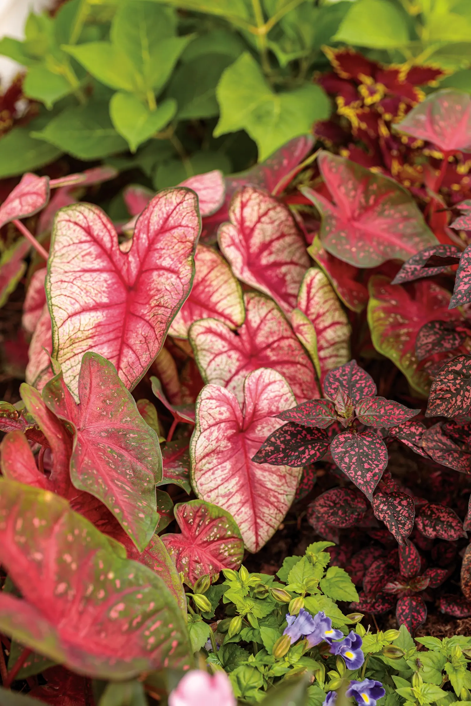 Radiance Sun or Shade Caladium (Caladium hortulanum) — commonly referred to as Radiance Sun or Shade Caladium