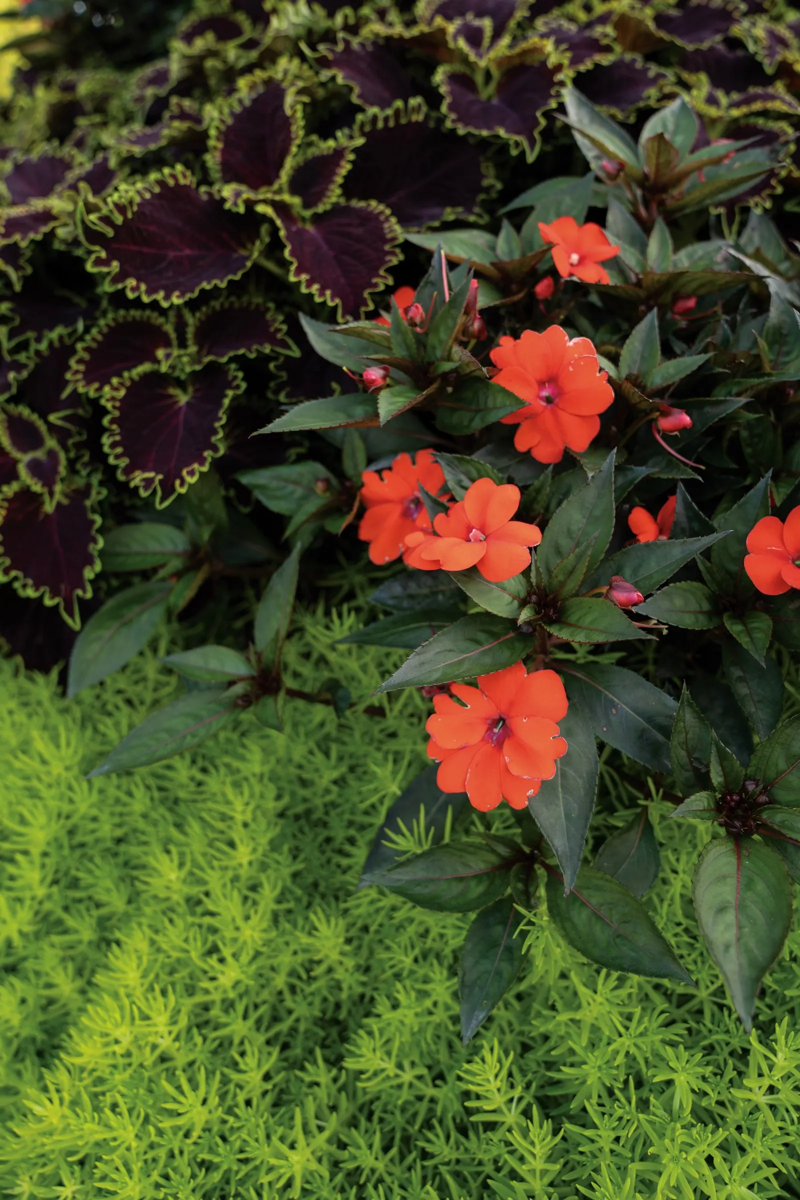 Wicked Witch™ Coleus (Coleus scutellarioides) — is a dramatic foliage annual with ruffled deep burgundy-to-chocolate leaves edged in chartreuse, image 57