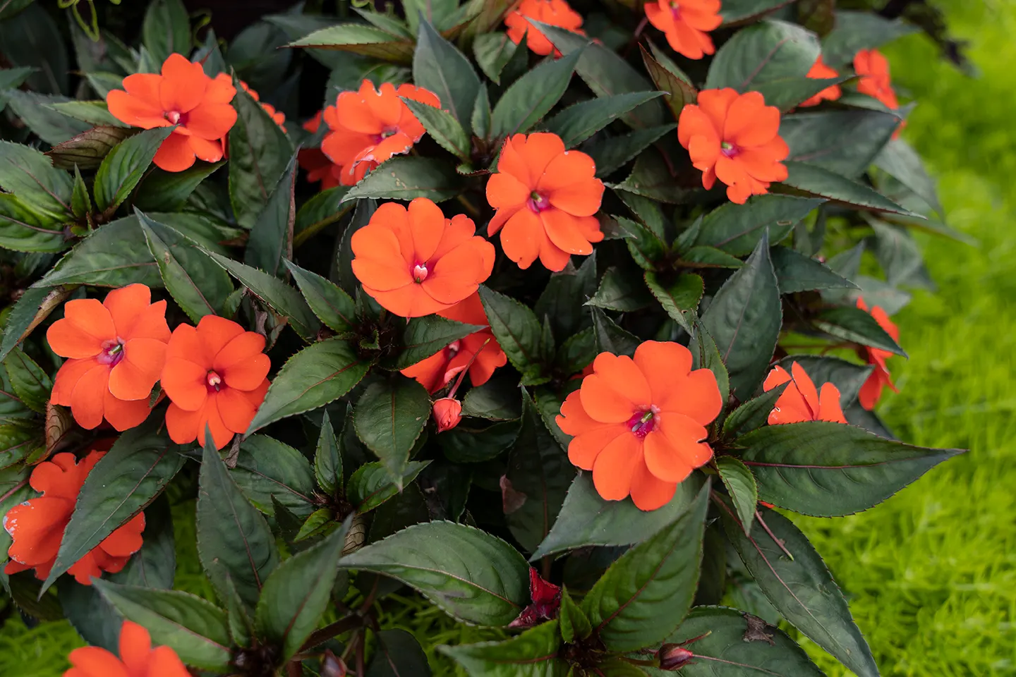 Wicked Witch™ Coleus (Coleus scutellarioides) — Deadheading is not necessary; though in most climates it is treated as a tender annual and enjoyed, image 107