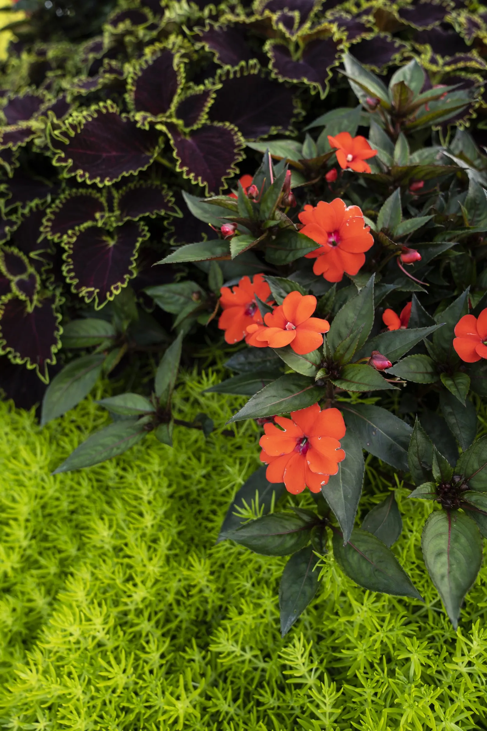 Wicked Witch™ Coleus (Coleus scutellarioides) — polished appearance through the season.<br><br>Upright and well-branched; grown for foliage rather, image 70