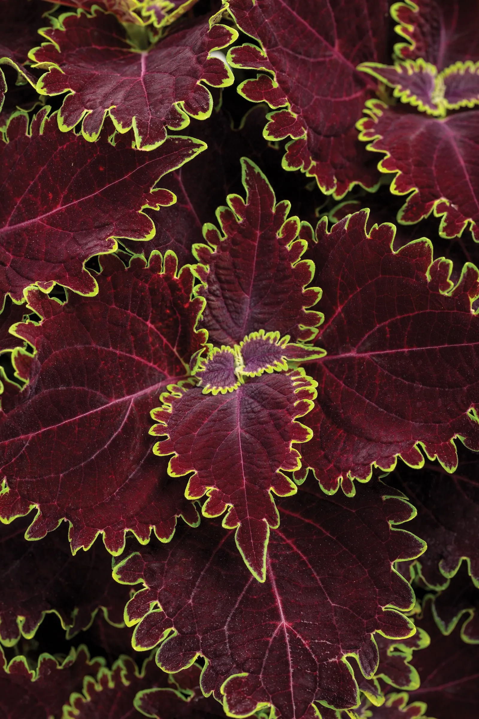 Wicked Witch™ Coleus (Coleus scutellarioides) — This upright Proven Winners® selection reaches 24-40 inches tall and 18-36 inches wide; though in, image 115