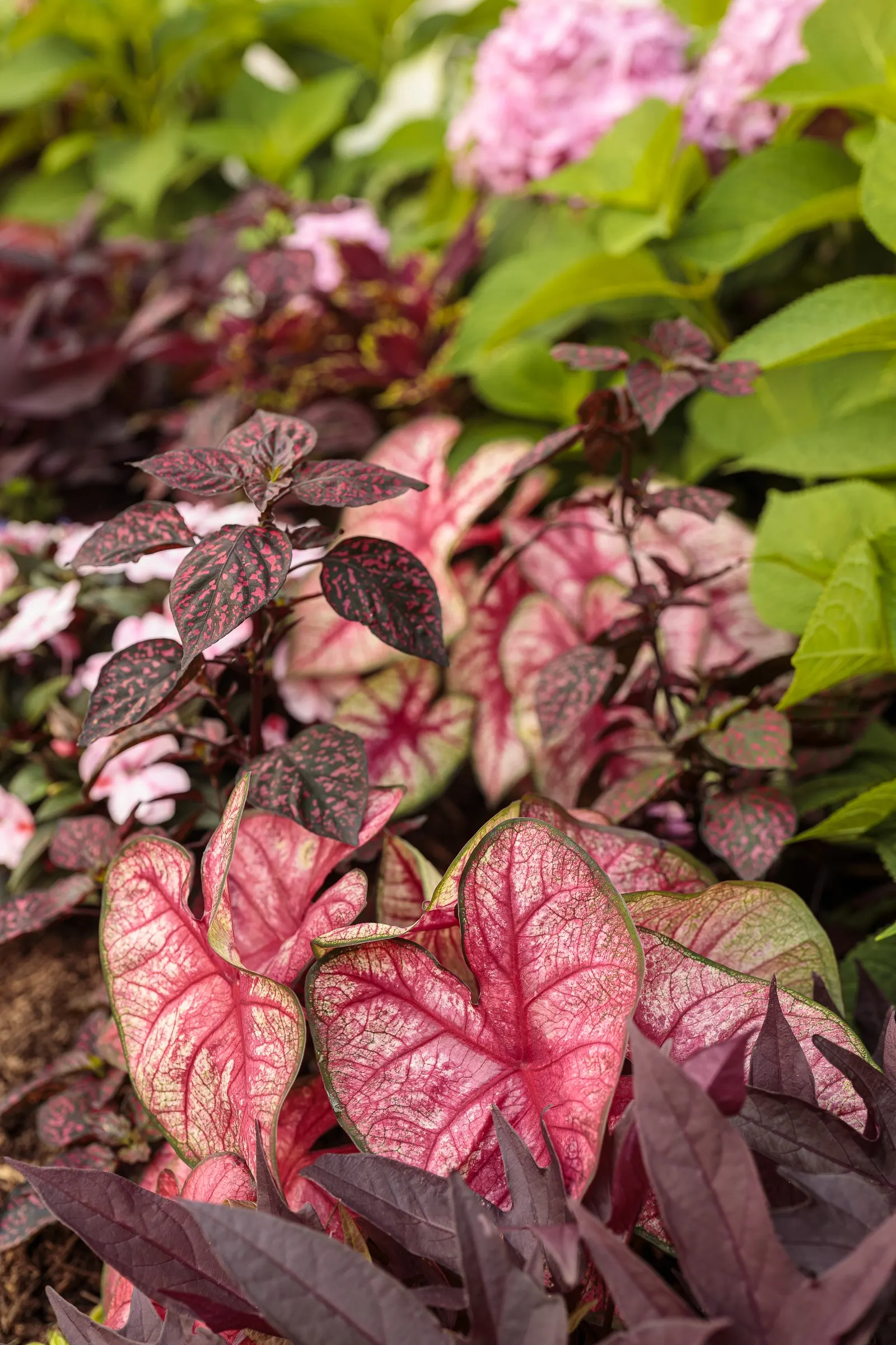 Radiance Sun or Shade Caladium (Caladium hortulanum) — pale pink and white washes