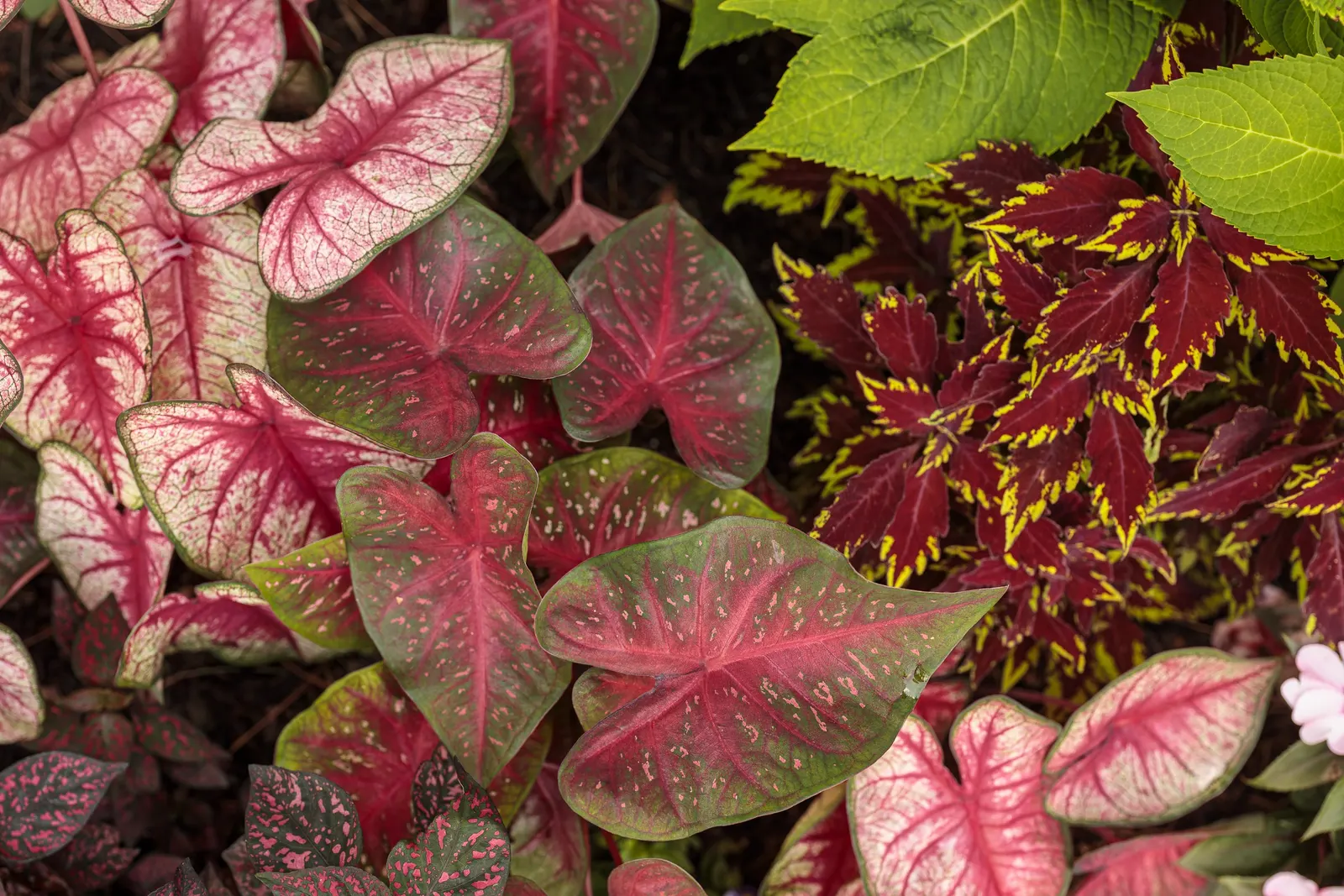 Radiance Sun or Shade Caladium (Caladium hortulanum) — Hardy in USDA Zones 10a-11b