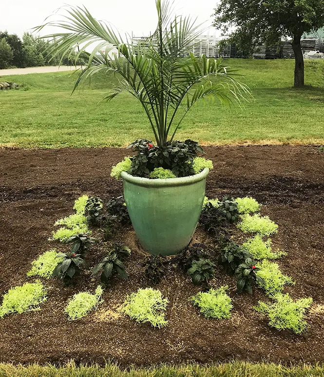 Lemon Coral® Sedum (Sedum mexicanum) — This easy-care annual sedum can take the heat and drought like a champ; where it will fall over the edge of, image 383