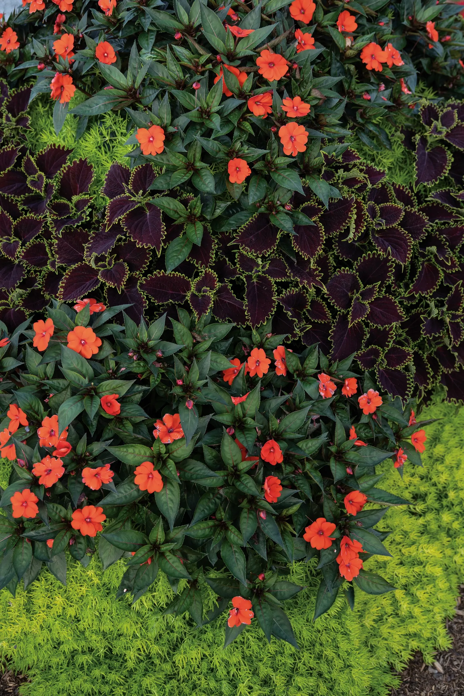 Wicked Witch™ Coleus (Coleus scutellarioides) — Its ruffled leaves emerge in deep burgundy to chocolate tones; grow in sun or shade with, image 93