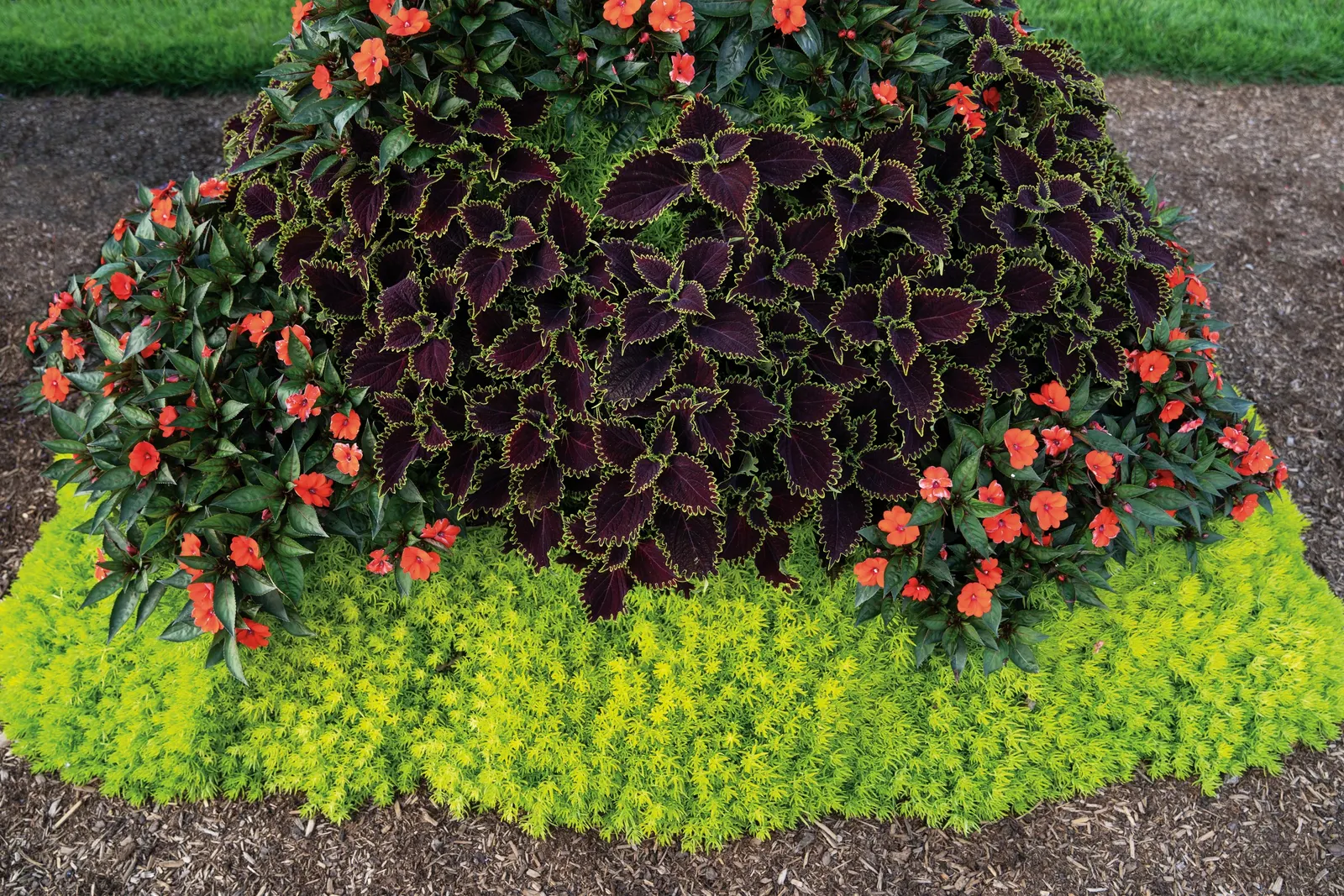 Wicked Witch™ Coleus (Coleus scutellarioides) — Gardeners often report that it grows vigorously even in shade; though in most climates it is, image 75