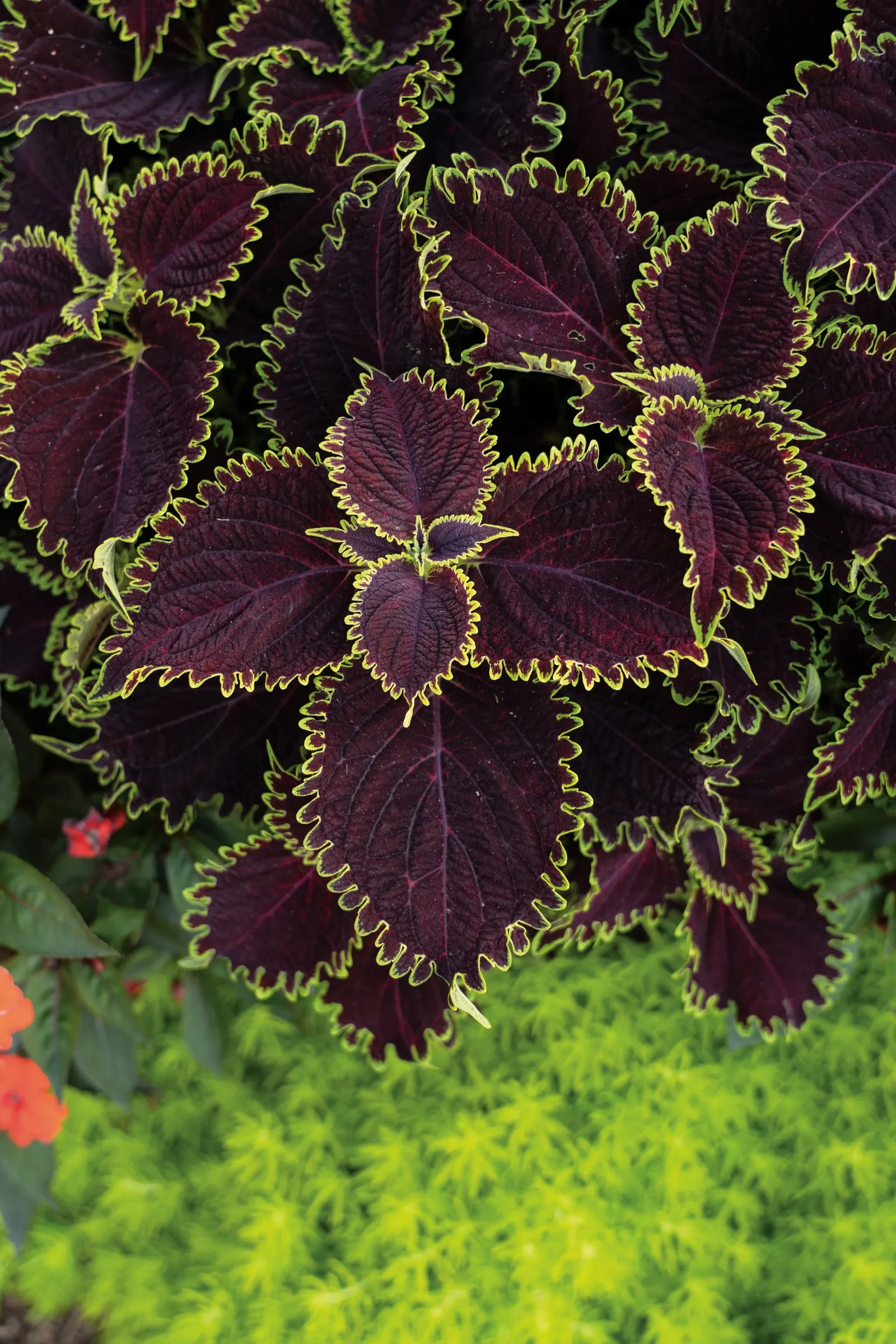Wicked Witch™ Coleus (Coleus scutellarioides) — Wicked Witch™ Coleus is a striking thriller for containers; where its dark foliage contrasts beautifully with