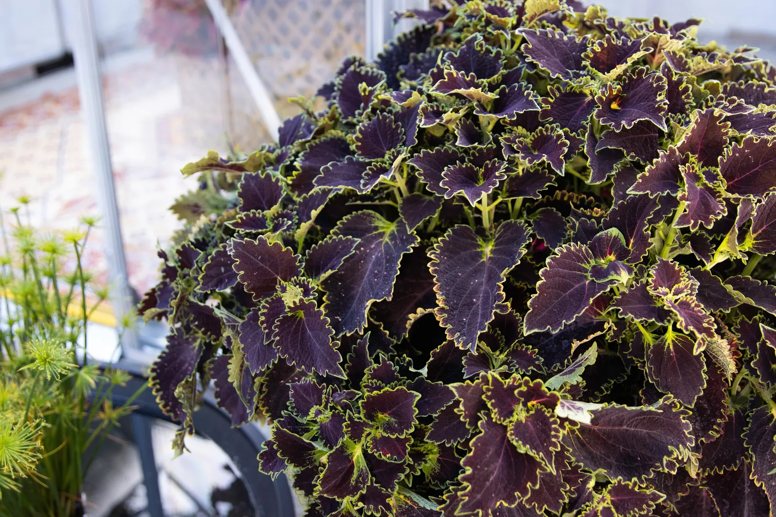 Wicked Witch™ Coleus (Coleus scutellarioides) — Grown for foliage rather than flower; though in most climates it is treated as a tender annual and, image 95