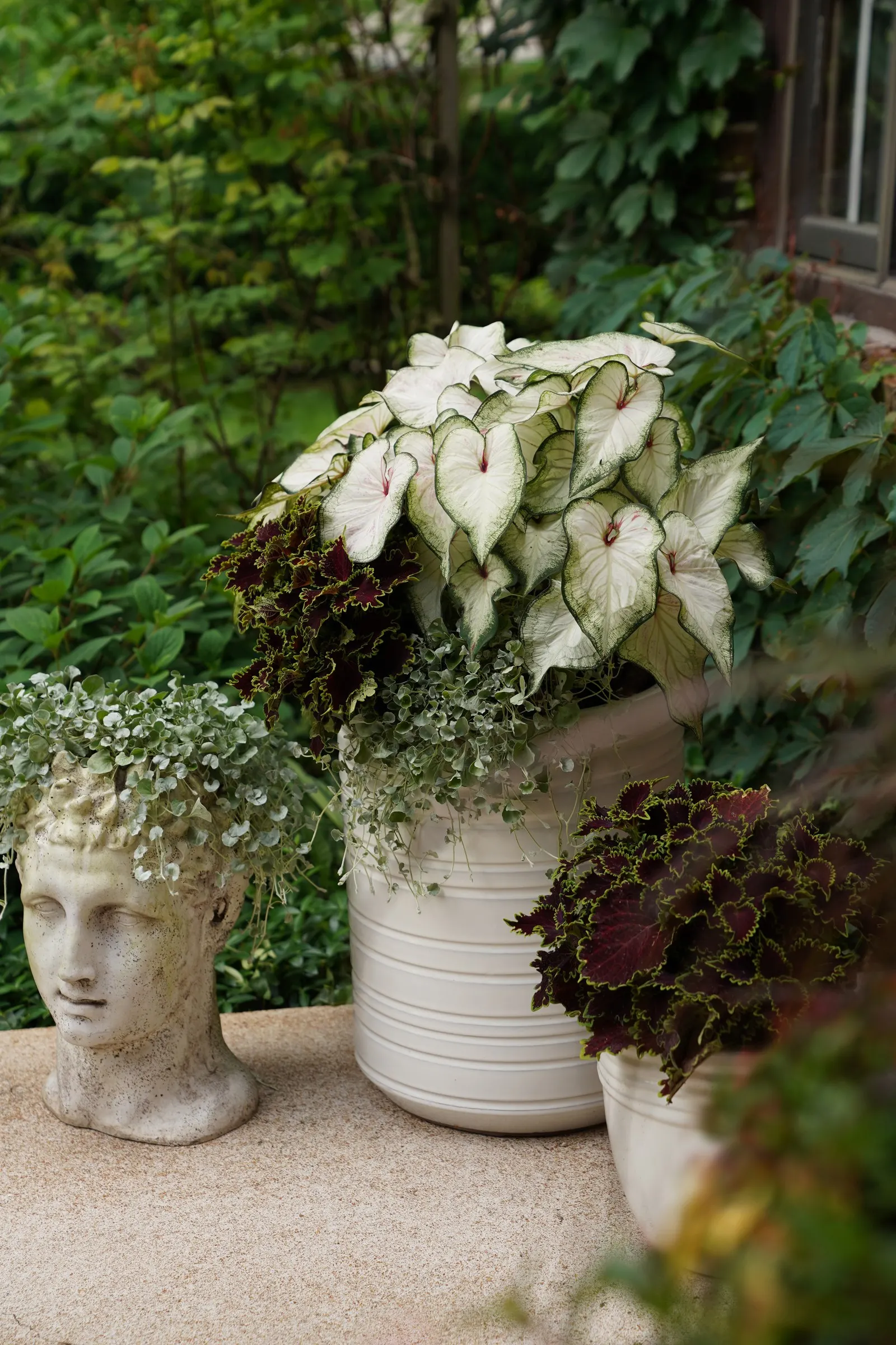 Silver Falls™ Dichondra (Dichondra argentea) — but is most often used as a warm-season annual in cooler regions; and gardeners report it performs, image 82