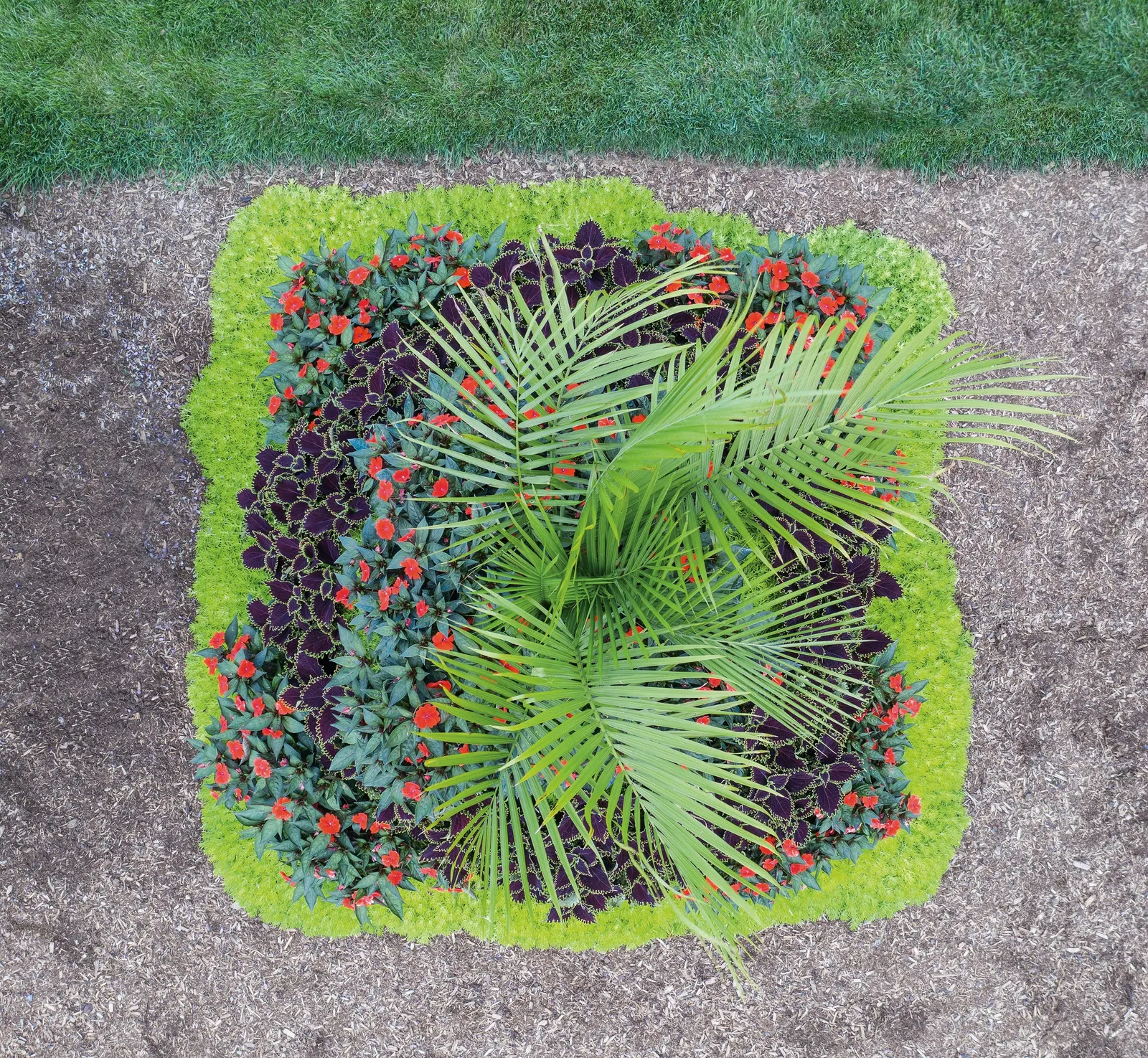 Wicked Witch™ Coleus (Coleus scutellarioides) — and regular feeding or compost-enriched beds will support its robust growth; grown for foliage, image 106