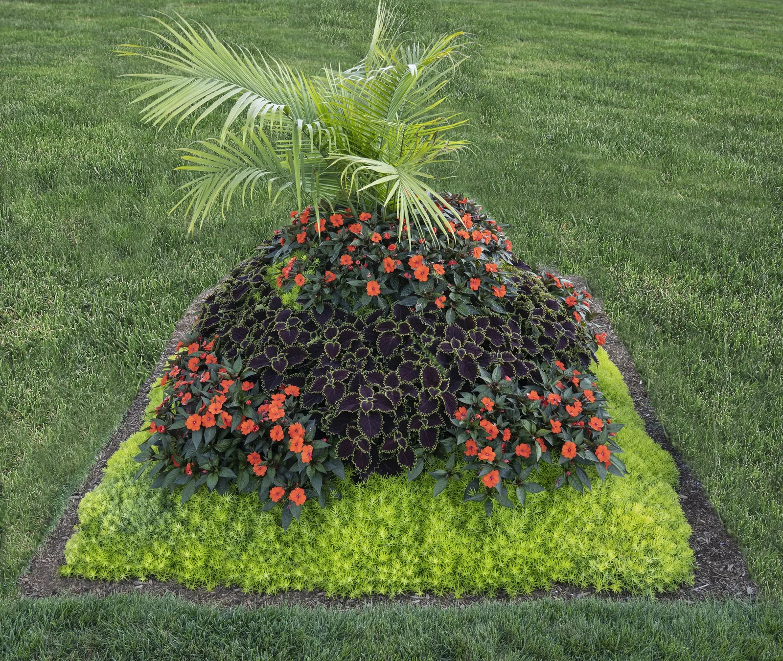 Wicked Witch™ Coleus (Coleus scutellarioides) — It is hardy in USDA Zones 10a to 11b; grow in sun or shade with well-drained soil, average water, image 73