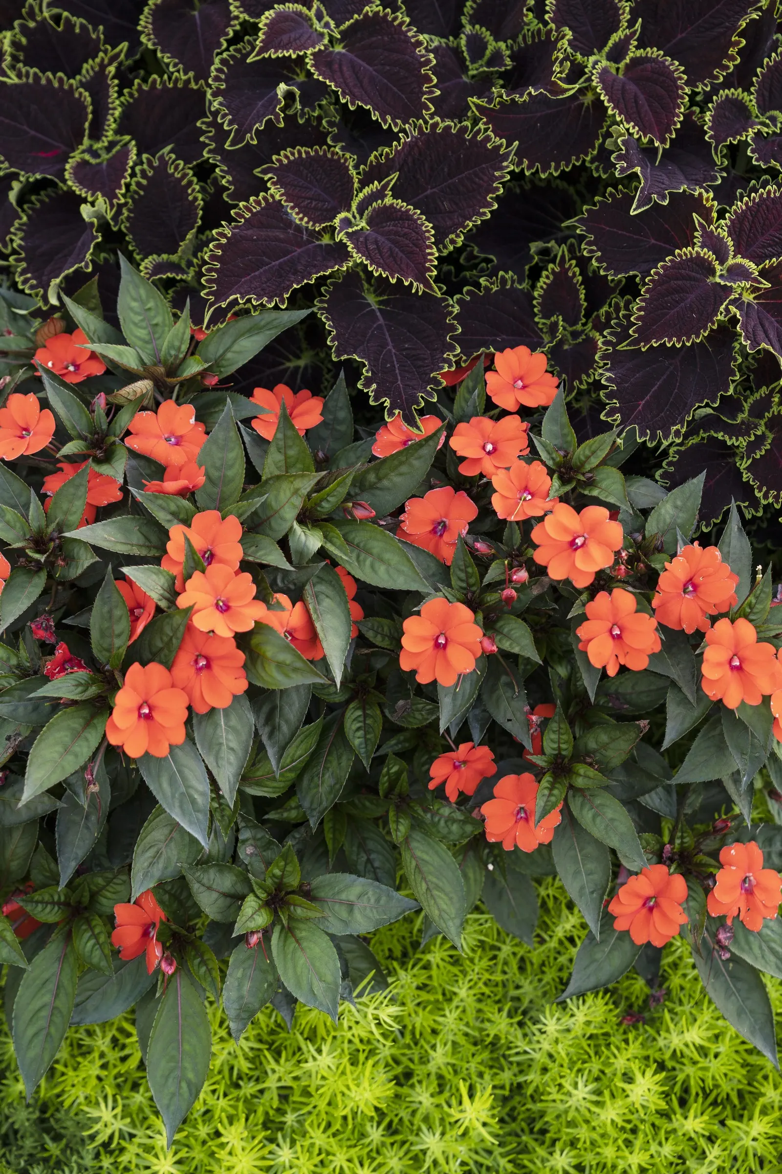 Lemon Coral® Sedum (Sedum mexicanum) — is wonderful in landscapes and is an outstanding container plant; but Lemon Coral sedum is actually quite, image 301