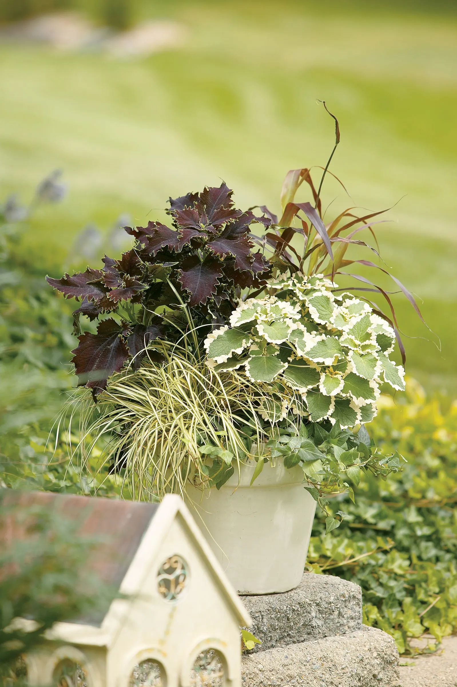 'Variegata' Variegated Swedish Ivy (Plectranthus coleoides) — This is a great component plants in combinations planters where it will trail over the edge of