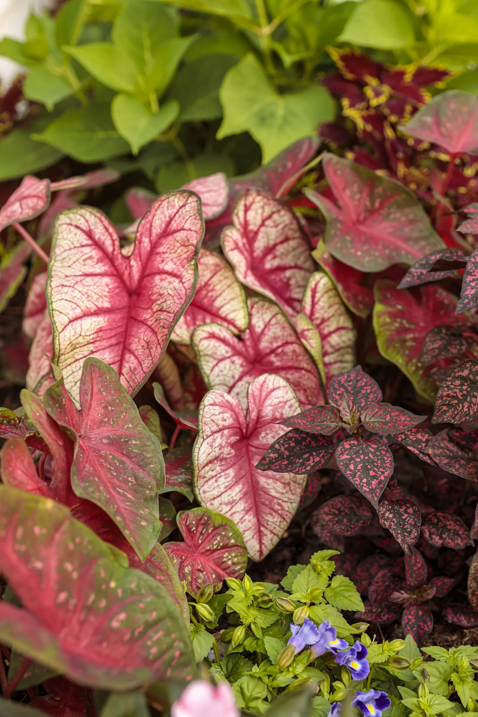 Radiance Sun or Shade Caladium (Caladium hortulanum) — The Caladium hortulanum is a vivid foliage annual with rose-pink centers