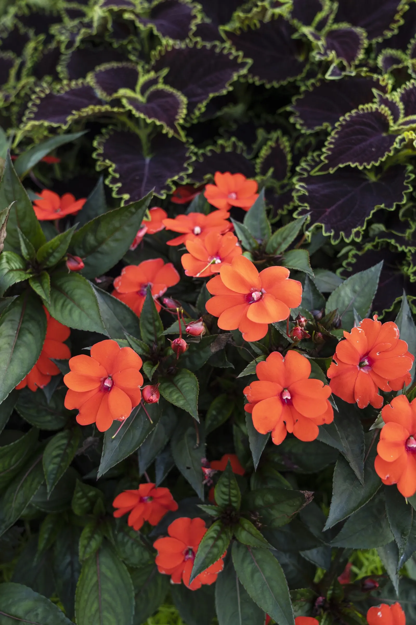 Wicked Witch™ Coleus (Coleus scutellarioides) — Wicked Witch™ Coleus matures into a substantial presence; though in most climates it is treated as, image 71