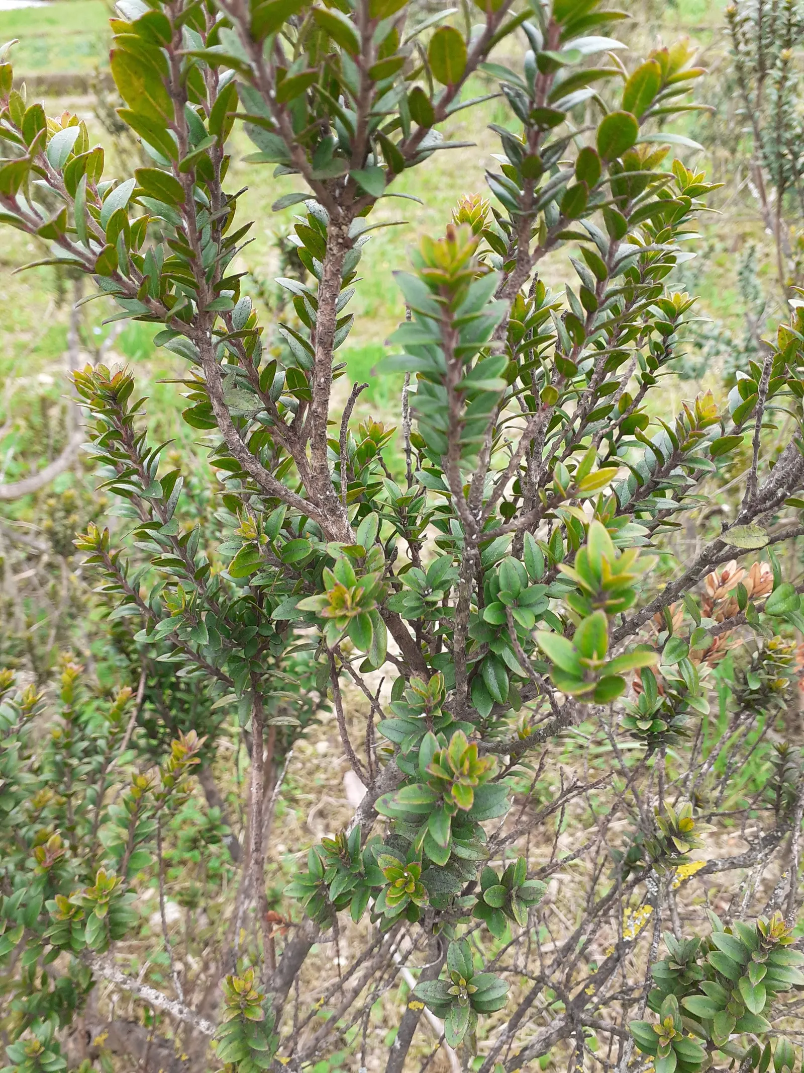 Common Myrtle (Myrtus Communis) — Its dense foliage is ideal for hedges or topiary; this versatile plant thrives in well-drained soil with full sun, image 89