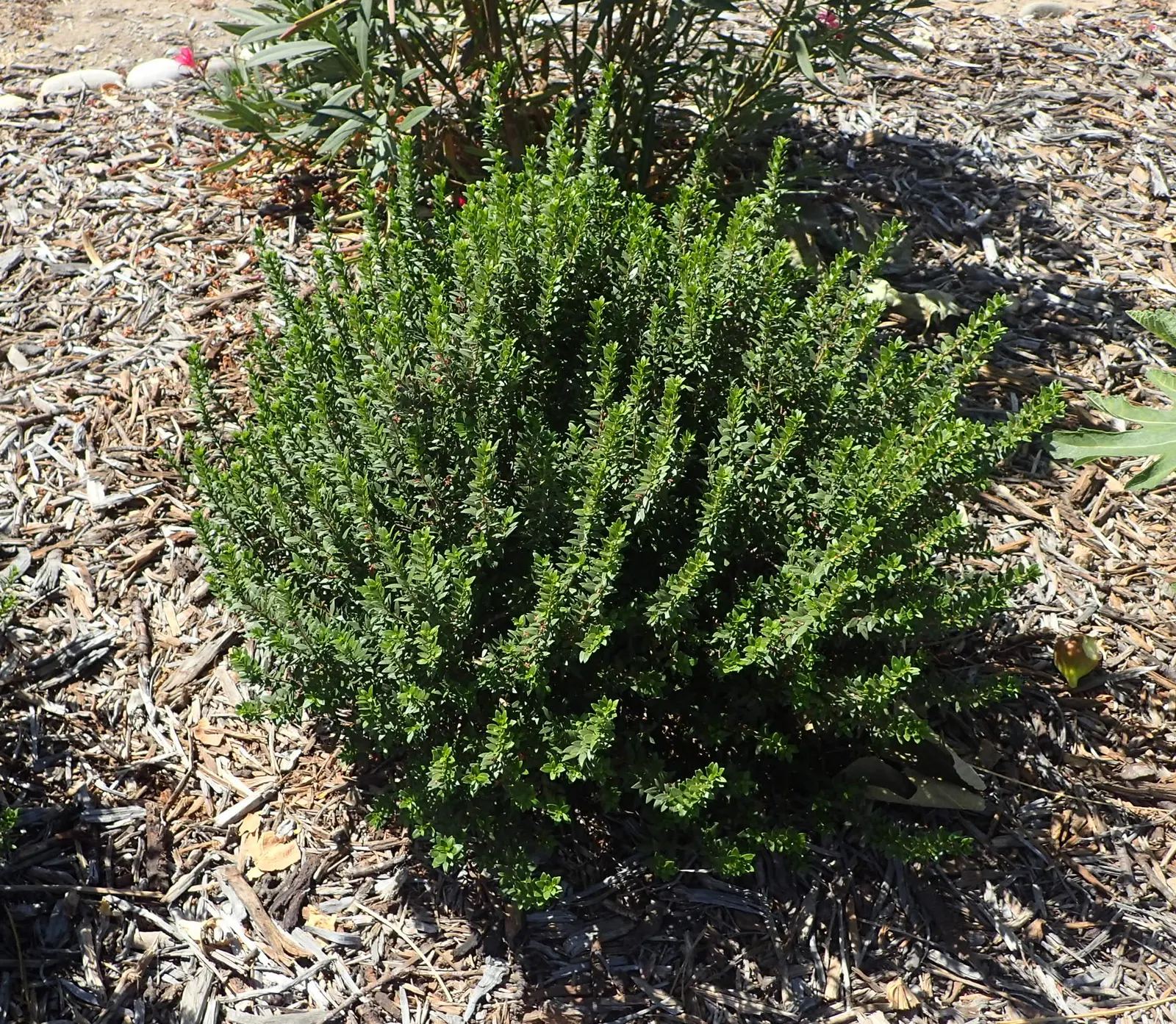 Common Myrtle (Myrtus Communis) — is a versatile evergreen plant prized for its ornamental and aromatic qualities; this versatile plant thrives in, image 93