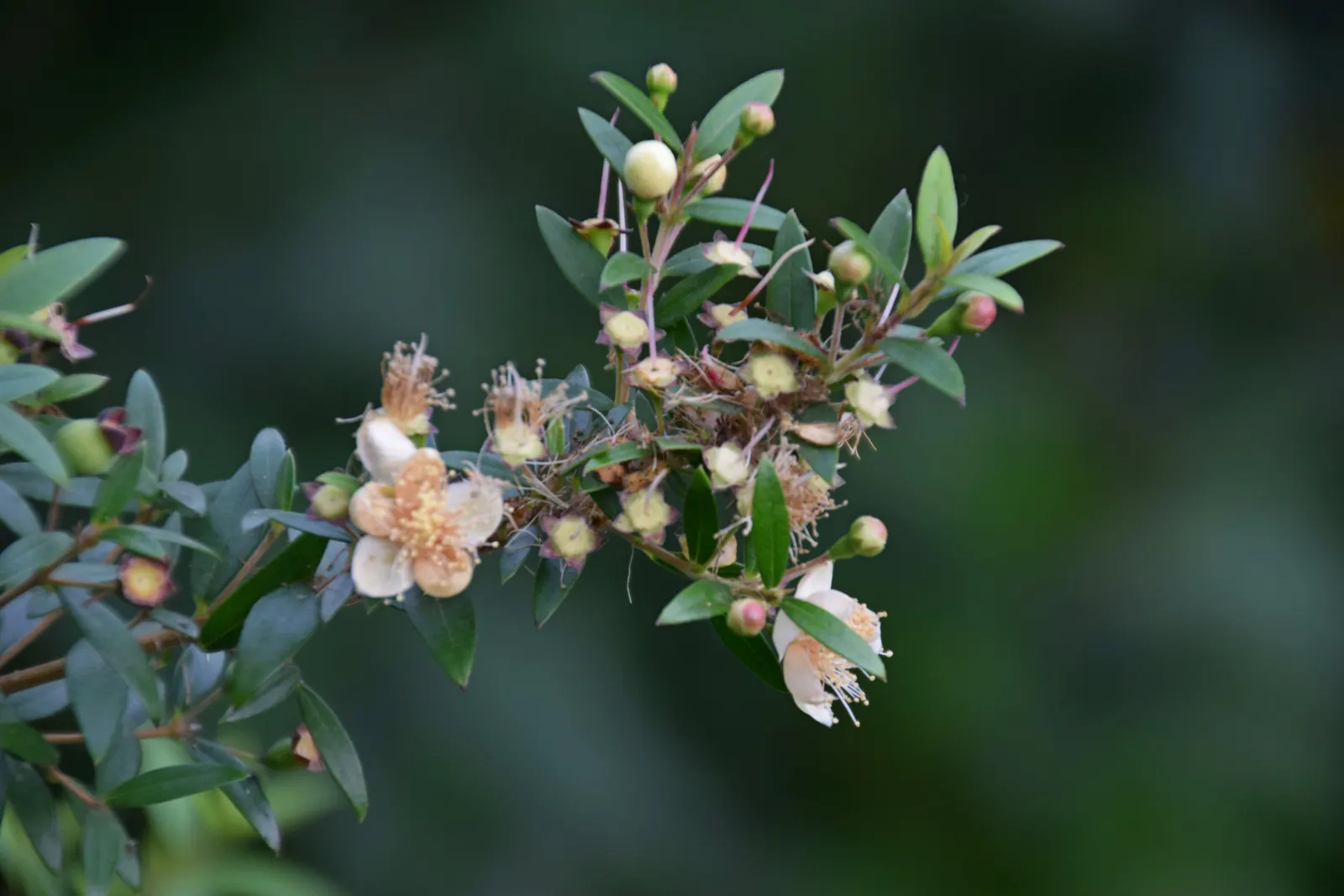 Common Myrtle (Myrtus Communis) — Requires minimal pruning and is hardy to about 20&deg;F; purplish-black berries form, image 63