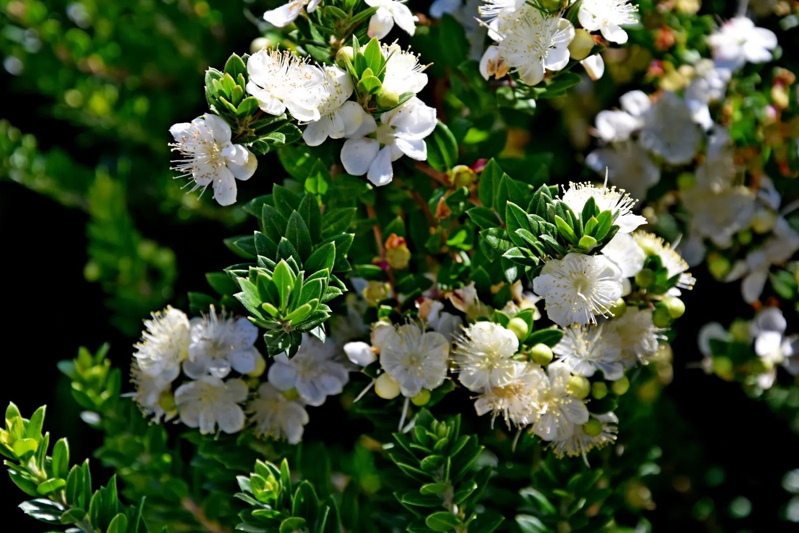 Common Myrtle (Myrtus Communis) — In late summer, it bears purple-black berries, adding further interest; forming an upright shrub that typically, image 62