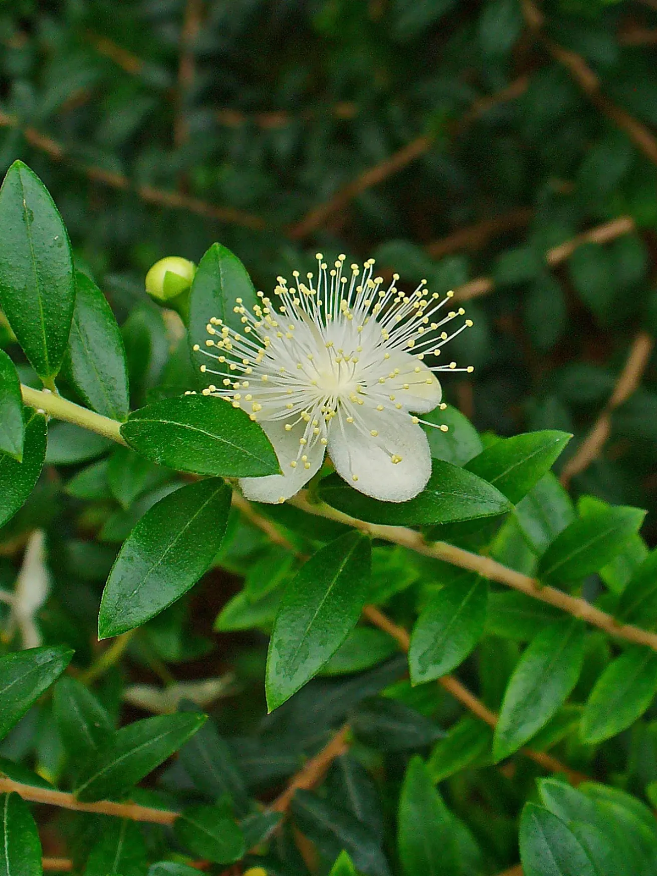 Common Myrtle (Myrtus Communis) — This species boasts a dense; forming an upright shrub that typically reaches 5 to 6 feet in height and spread, image 66