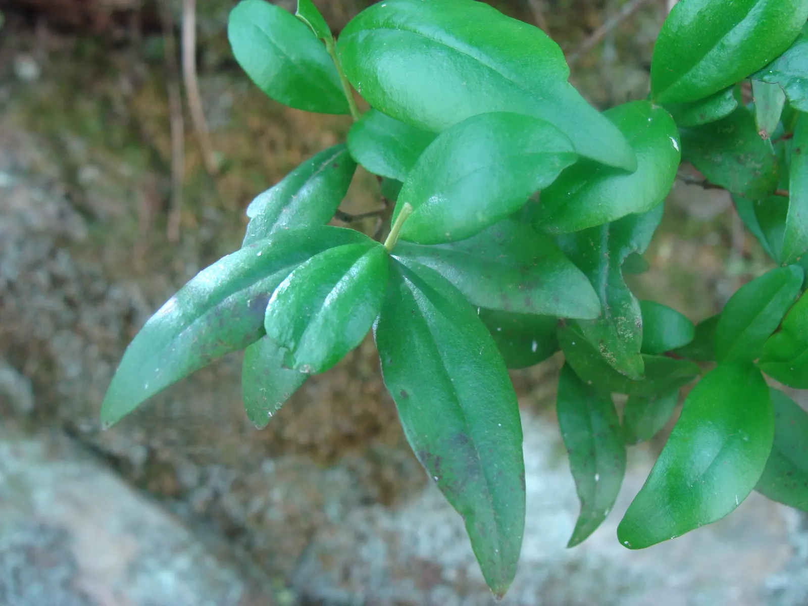 Common Myrtle (Myrtus Communis) — Its dense foliage is ideal for hedges or topiary; this versatile plant thrives in well-drained soil with full sun, image 61