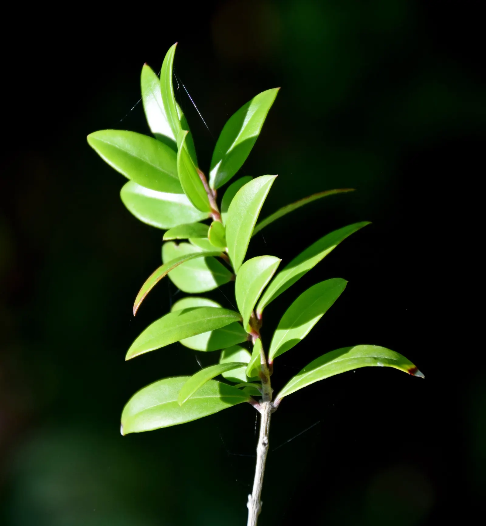 Common Myrtle (Myrtus Communis) — This species boasts a dense; forming an upright shrub that typically reaches 5 to 6 feet in height and spread, image 94