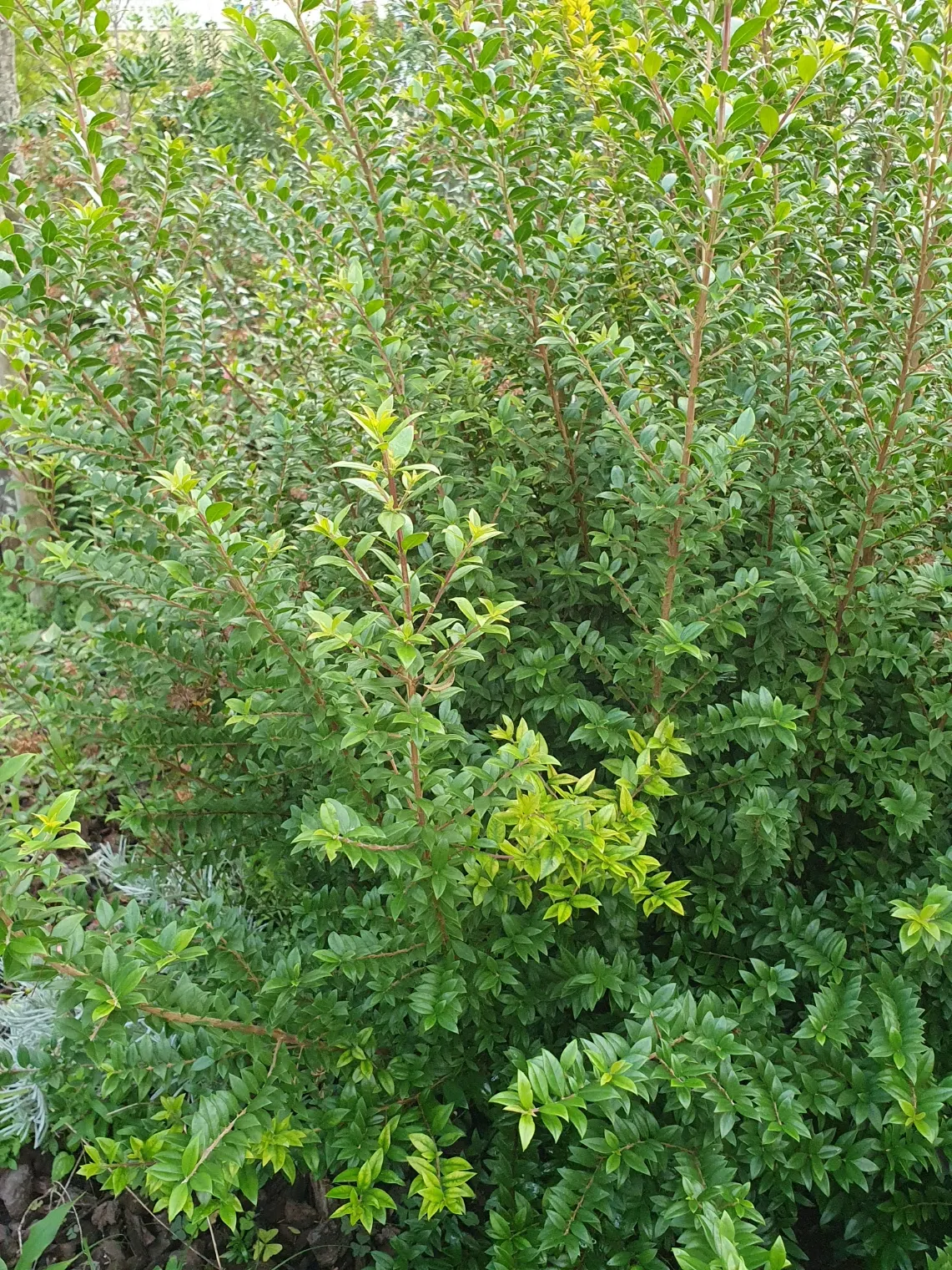 Common Myrtle (Myrtus Communis) — From mid-summer to early fall; forming an upright shrub that typically reaches 5 to 6 feet in height and spread, image 70