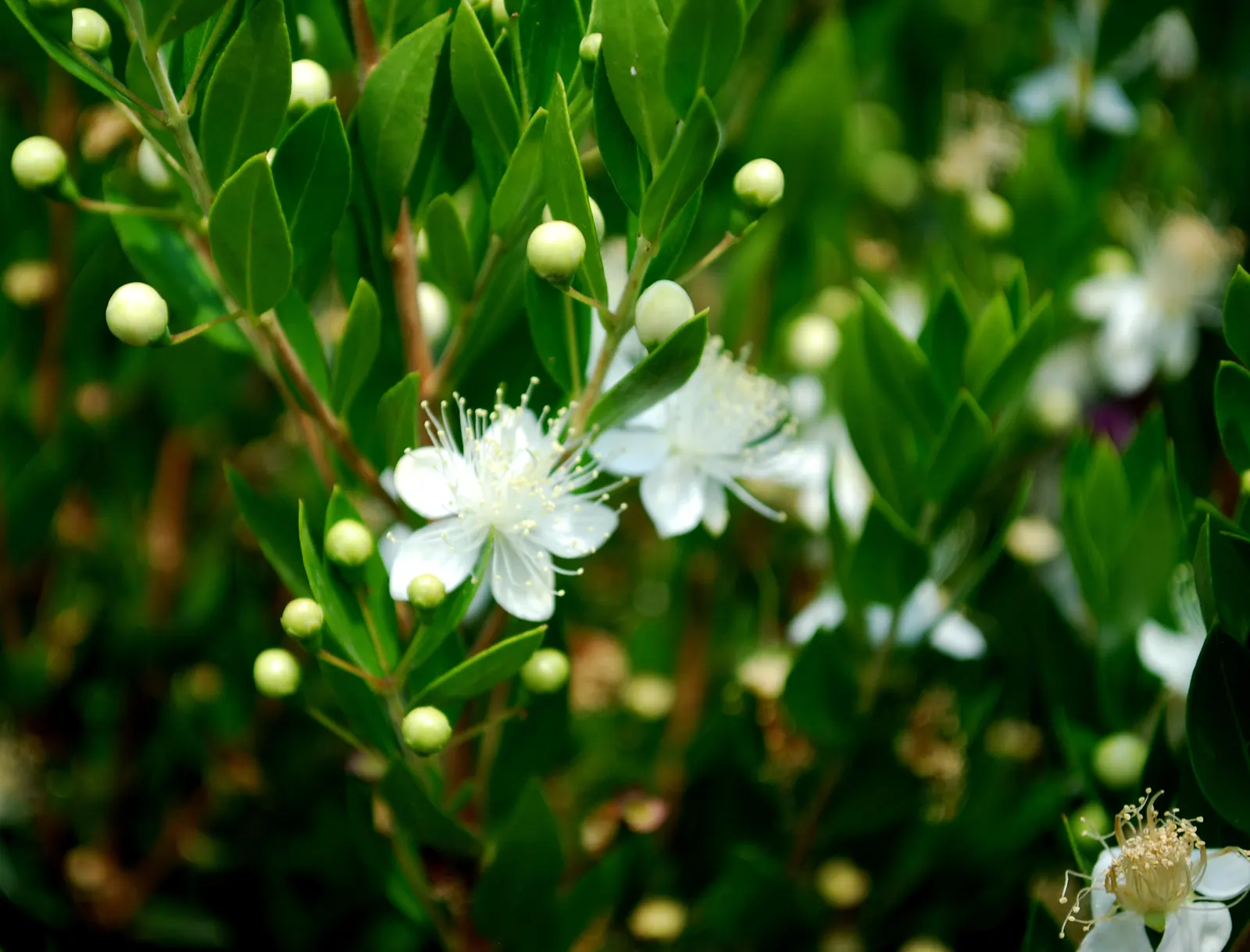 Common Myrtle (Myrtus Communis) — Growing to a height of 5-6 feet; purplish-black berries form, image 59