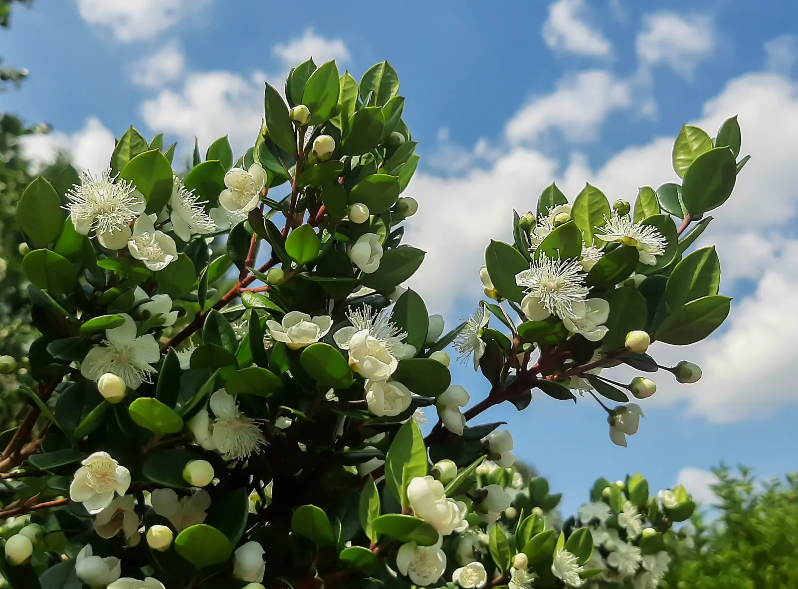 Common Myrtle (Myrtus Communis) — Common Myrtle (Myrtus communis) is an evergreen shrub; this versatile plant thrives in well-drained soil with, image 85