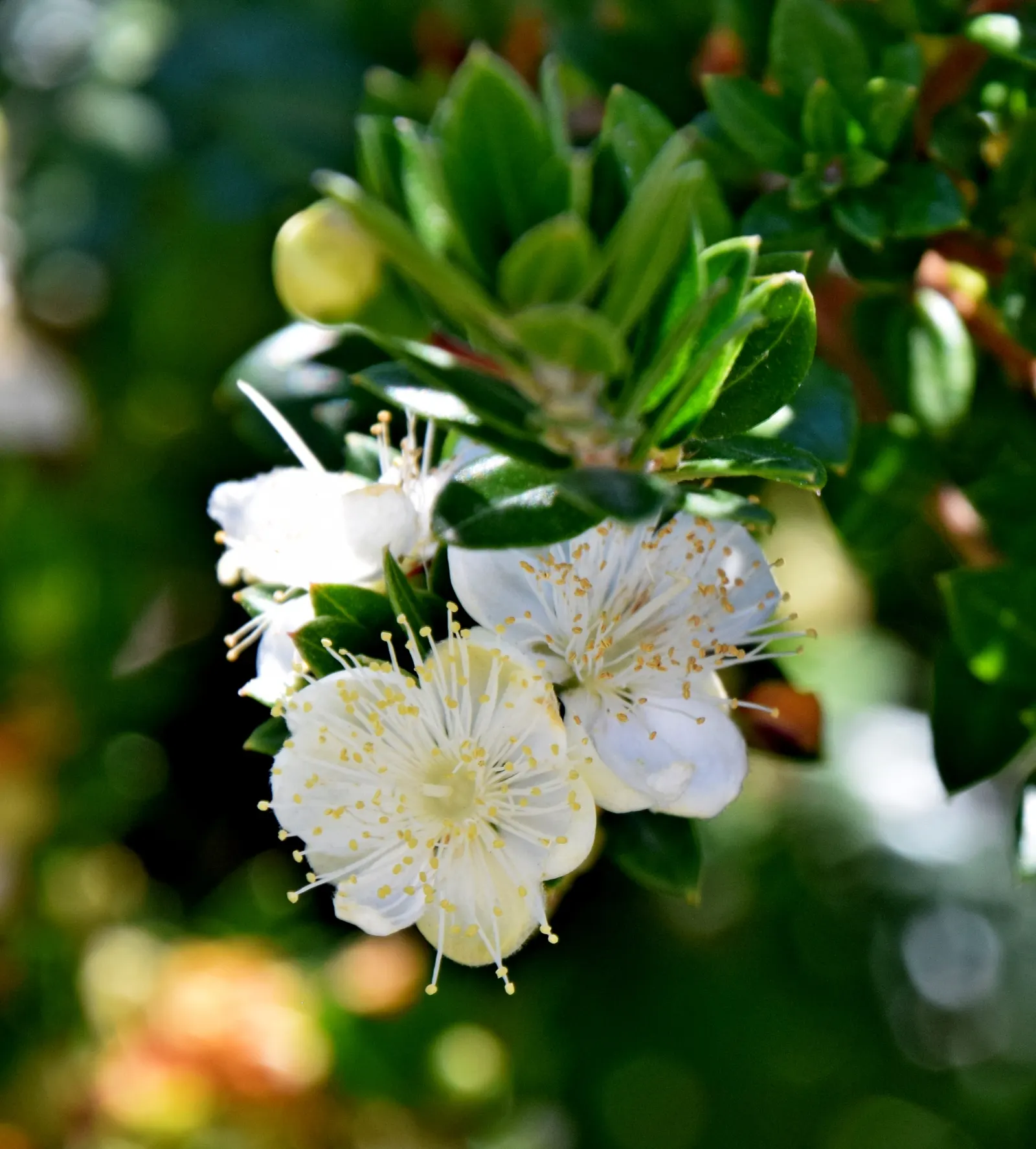 Common Myrtle (Myrtus Communis) — glossy leaves and star-shaped white flowers; forming an upright shrub that typically reaches 5 to 6 feet in, image 58